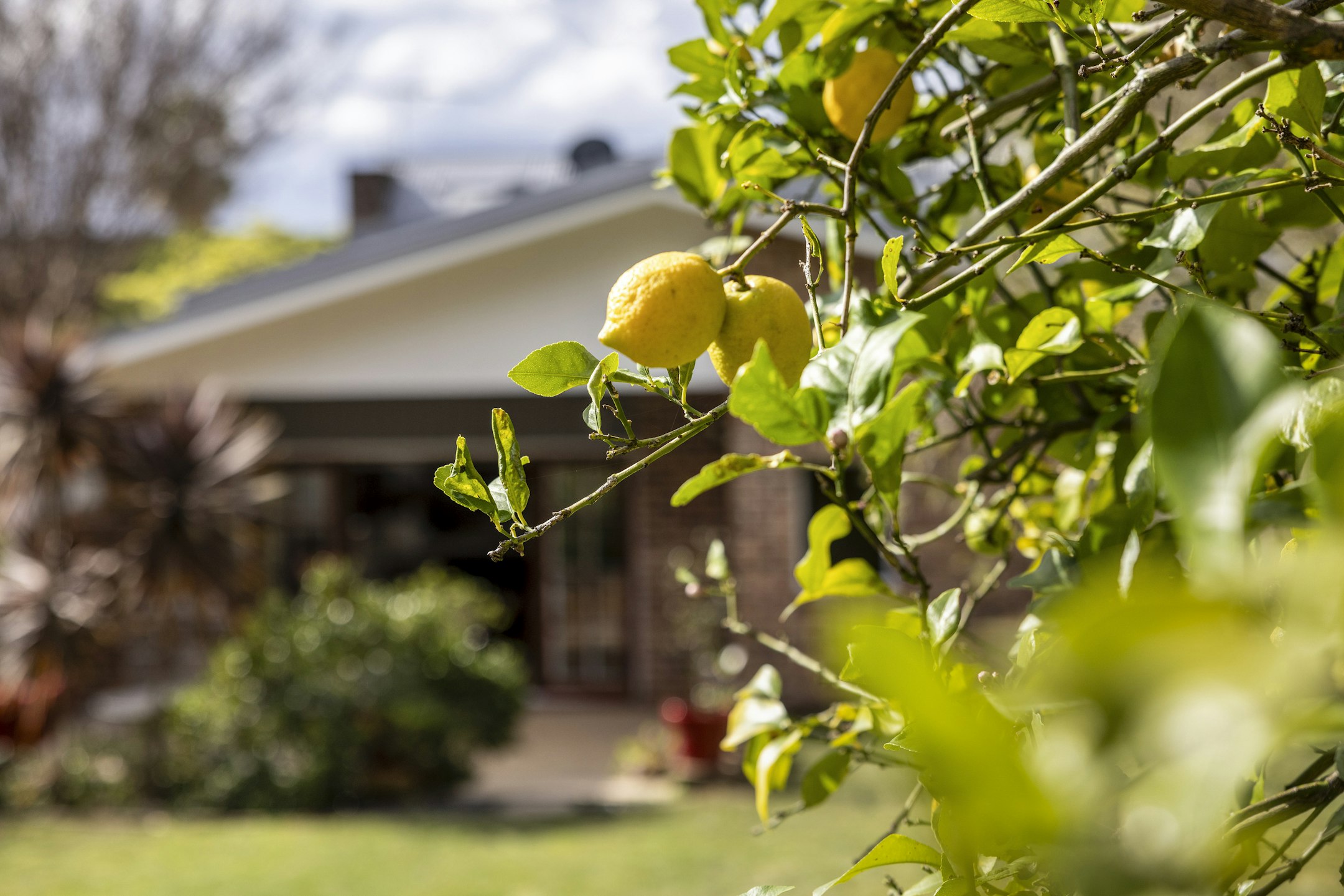 citrus fruit