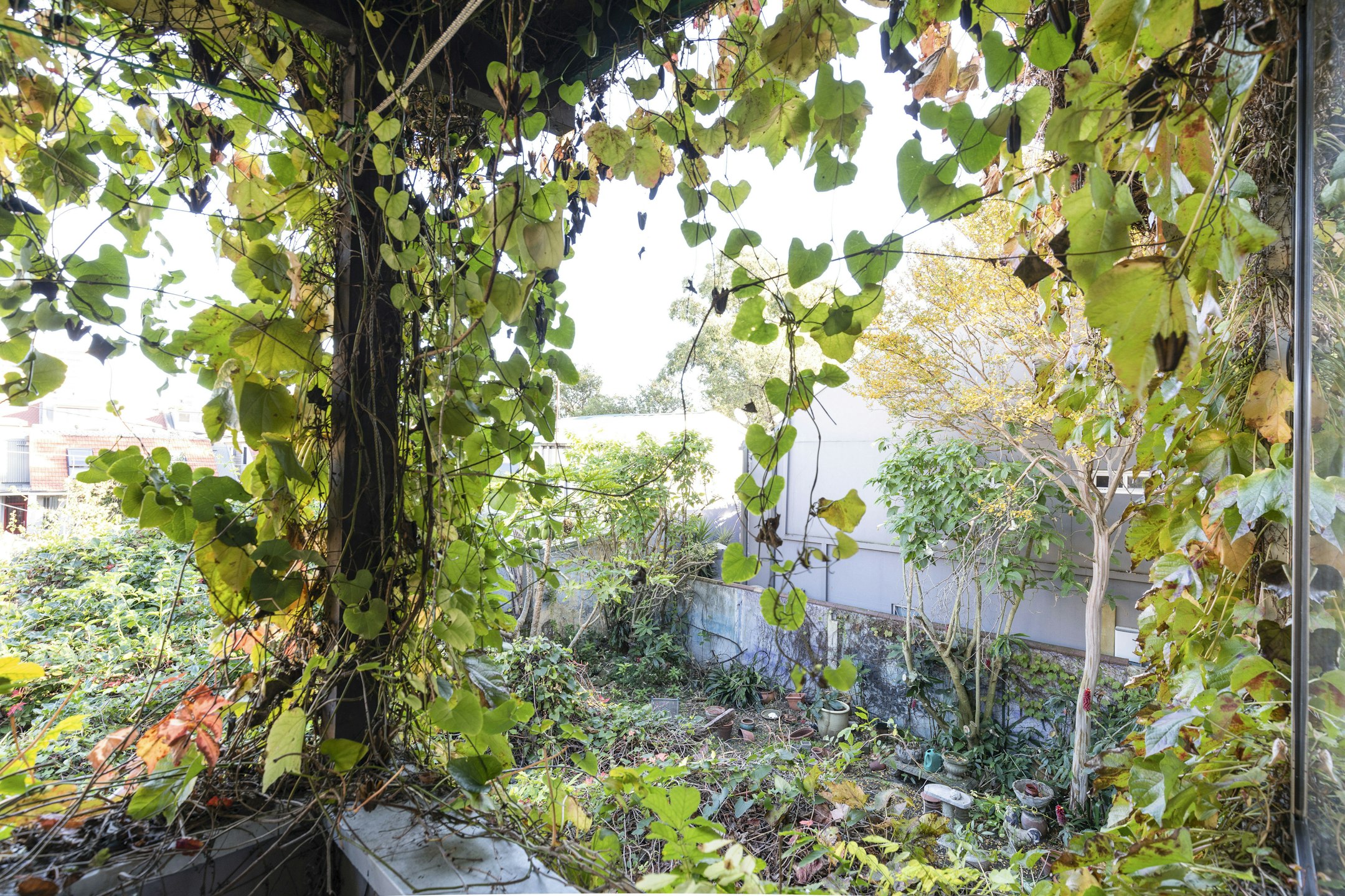 garden