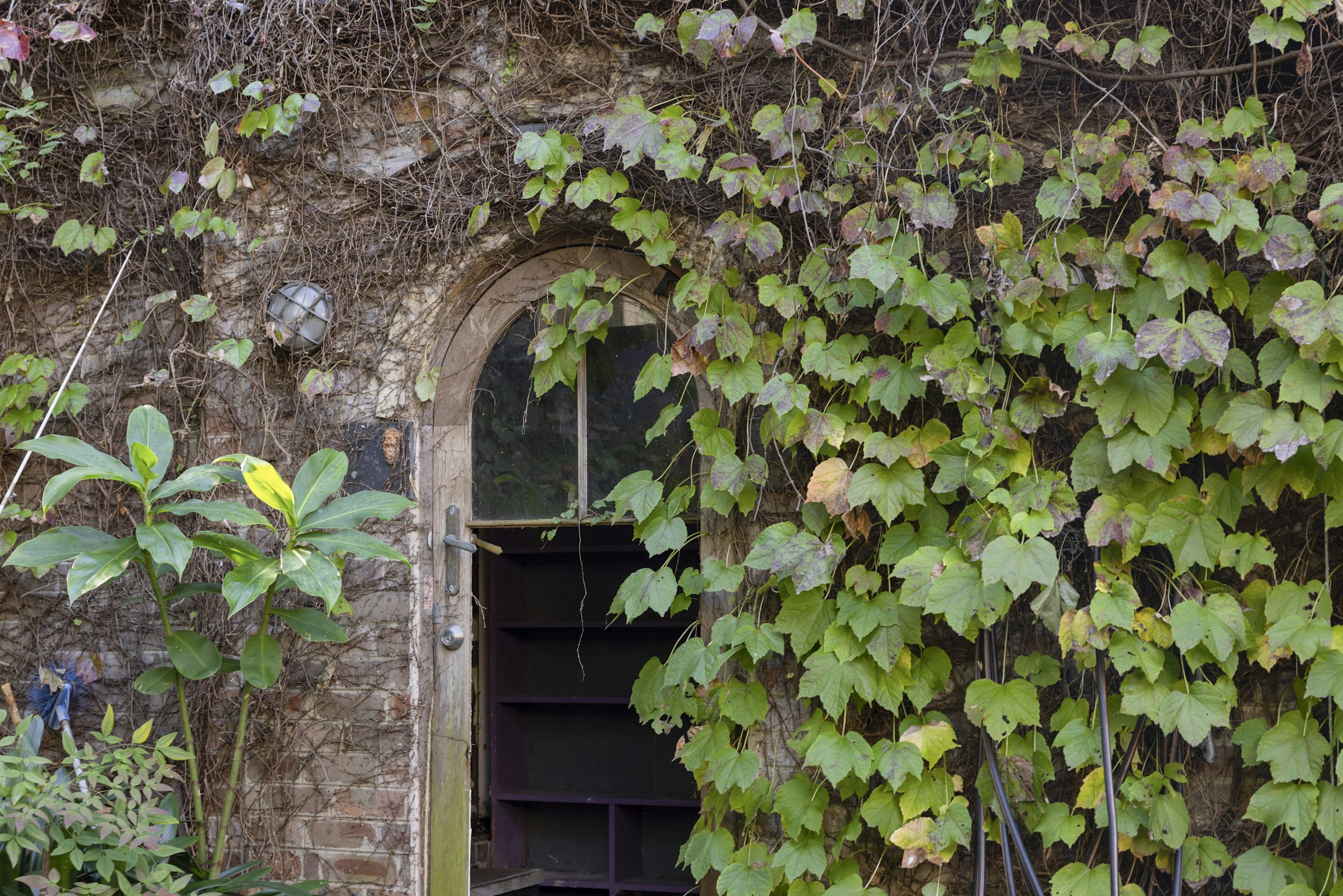 ivy