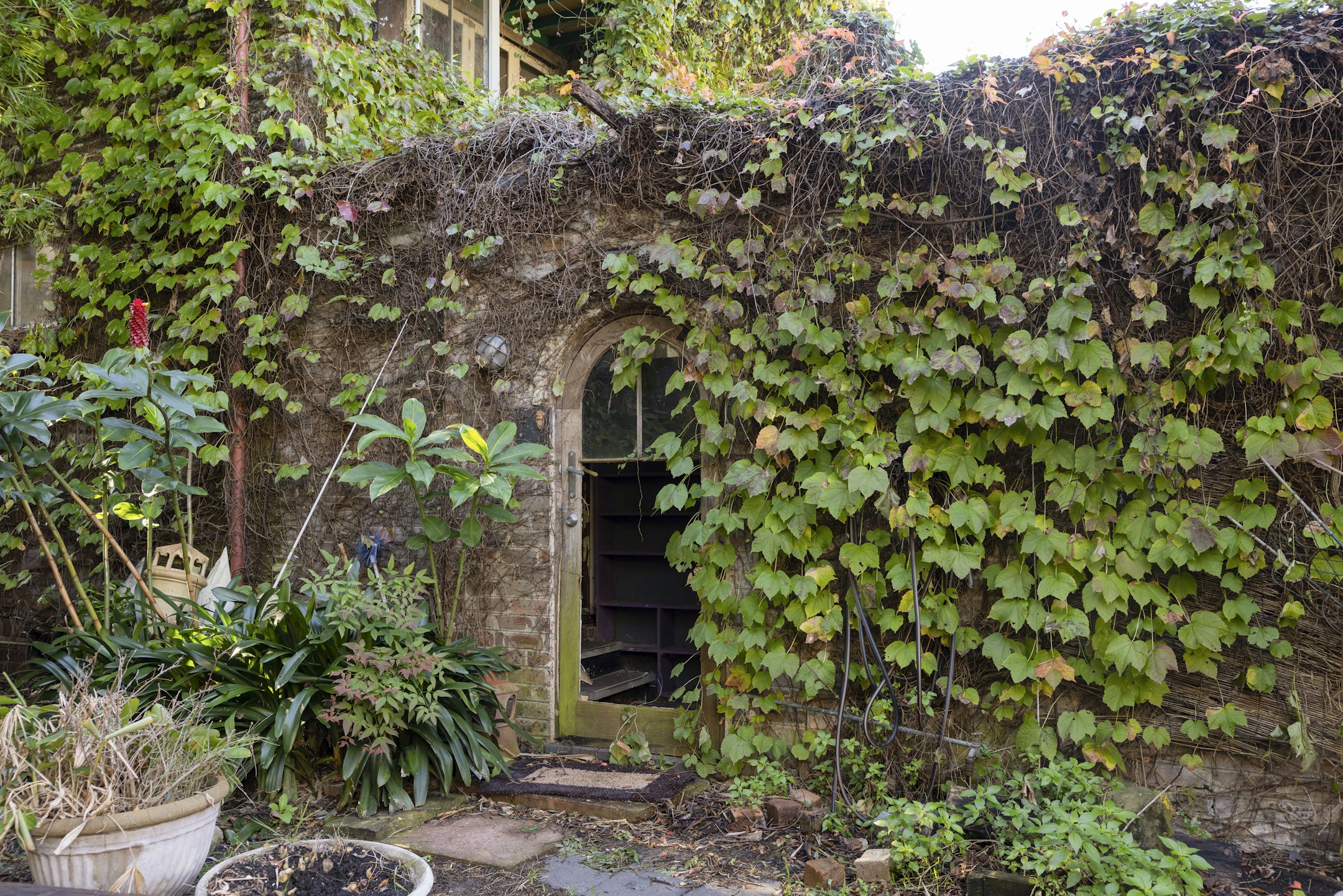 ivy