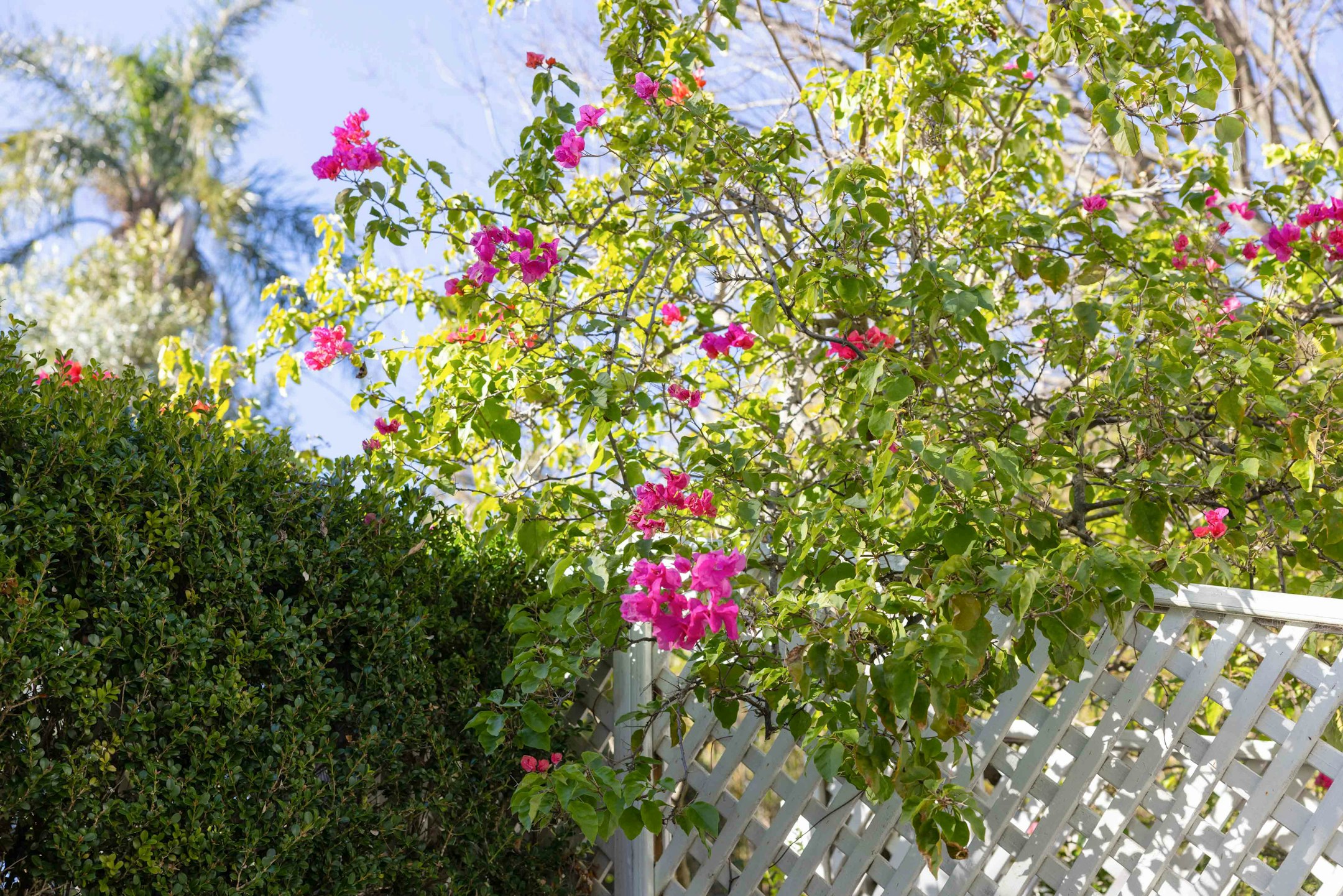 garden