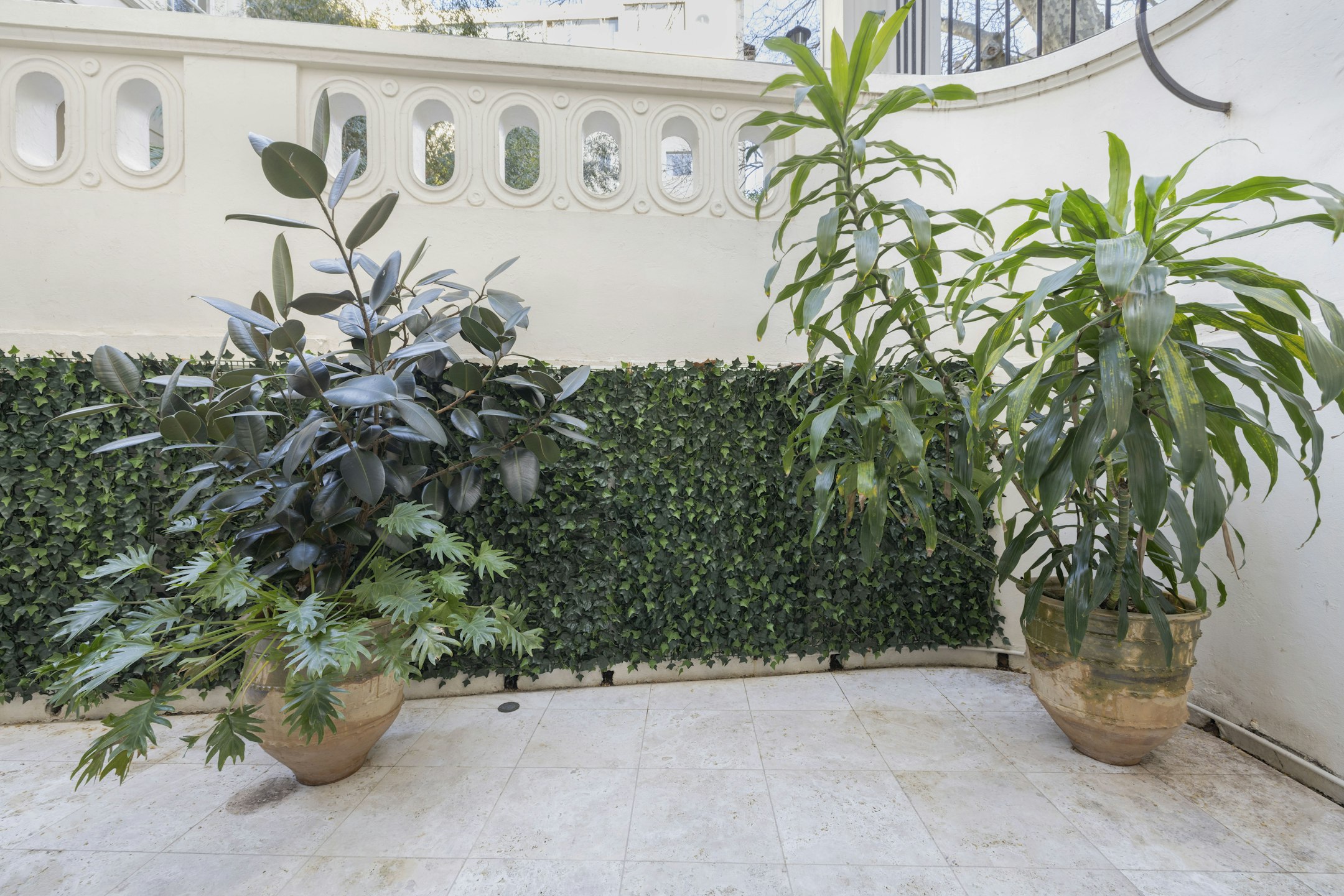 plant