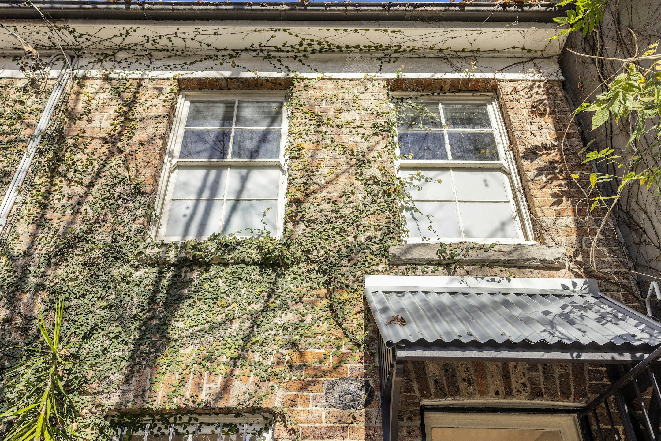 ivy