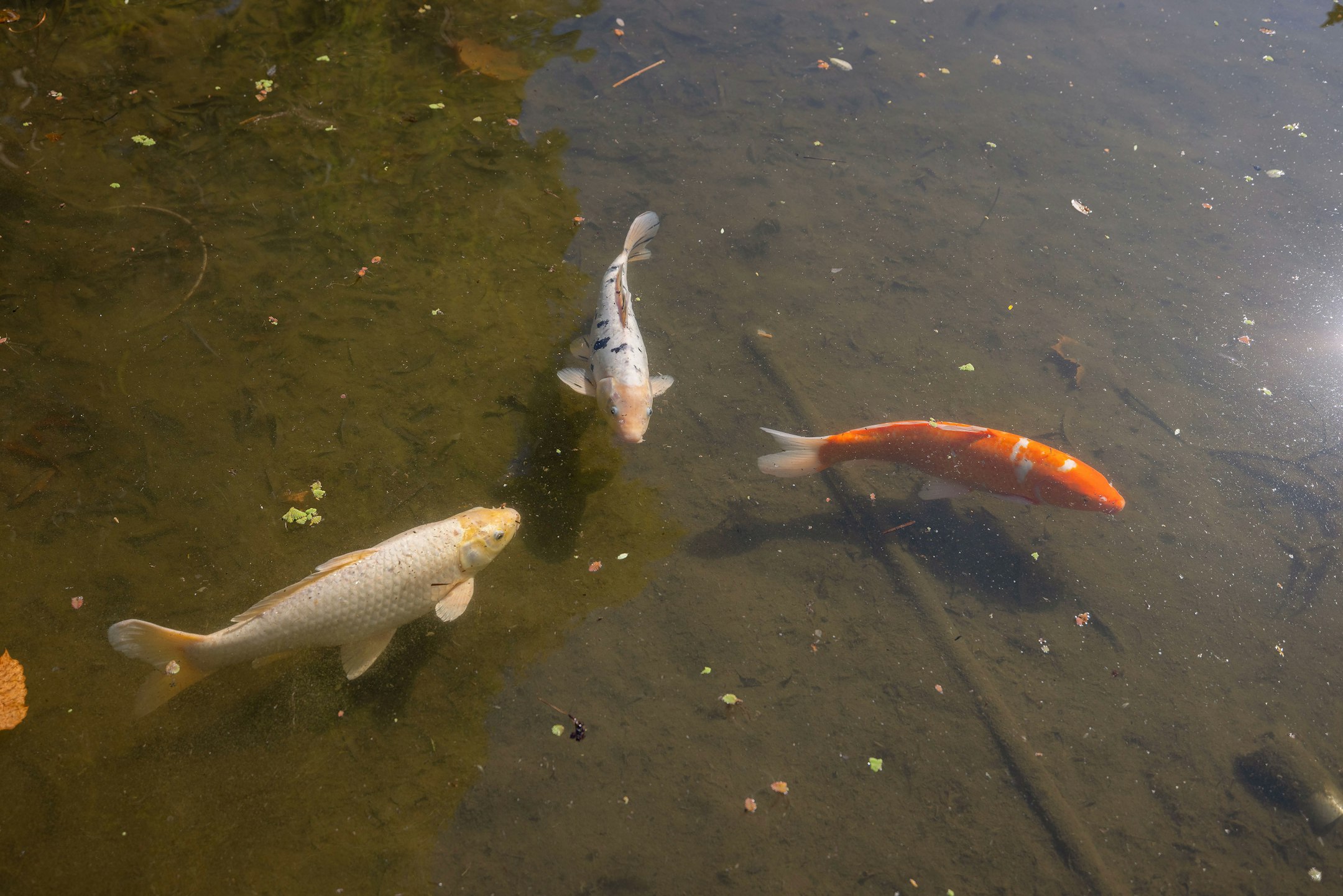 aquatic