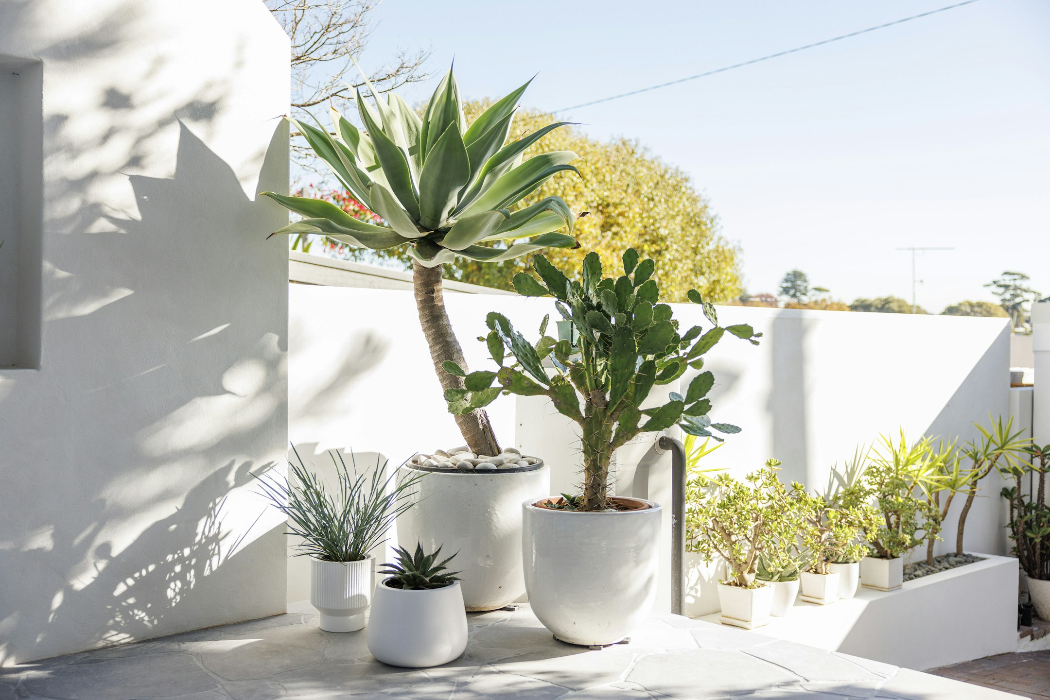 plant