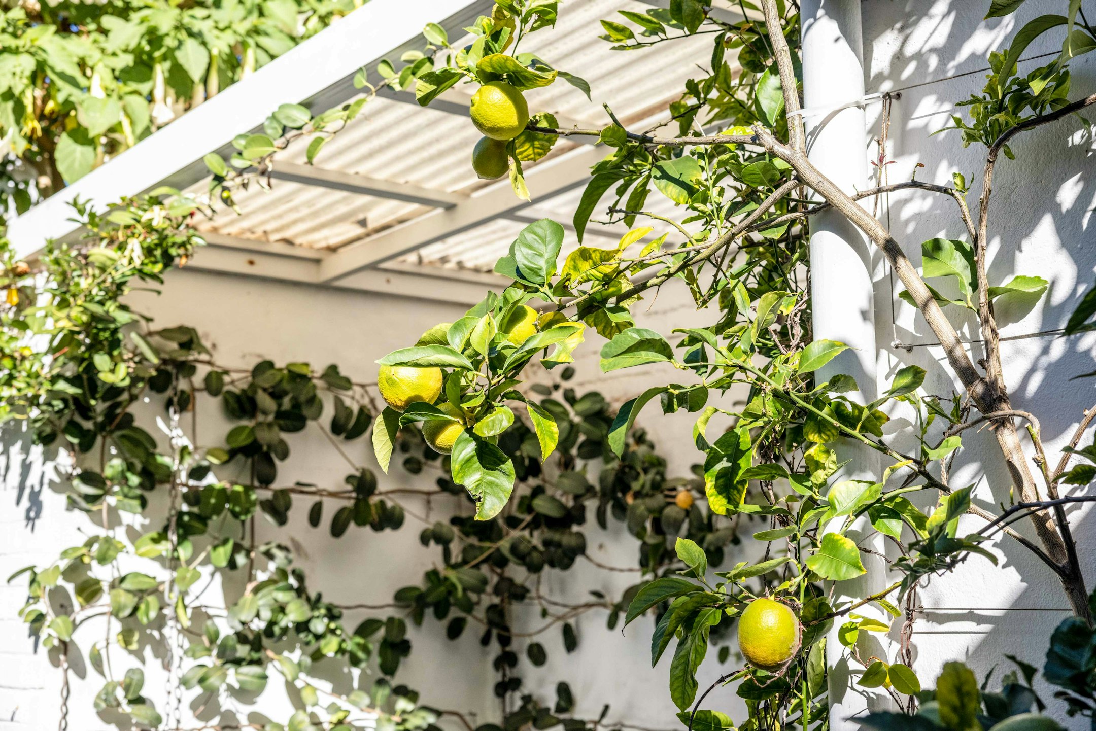 citrus fruit