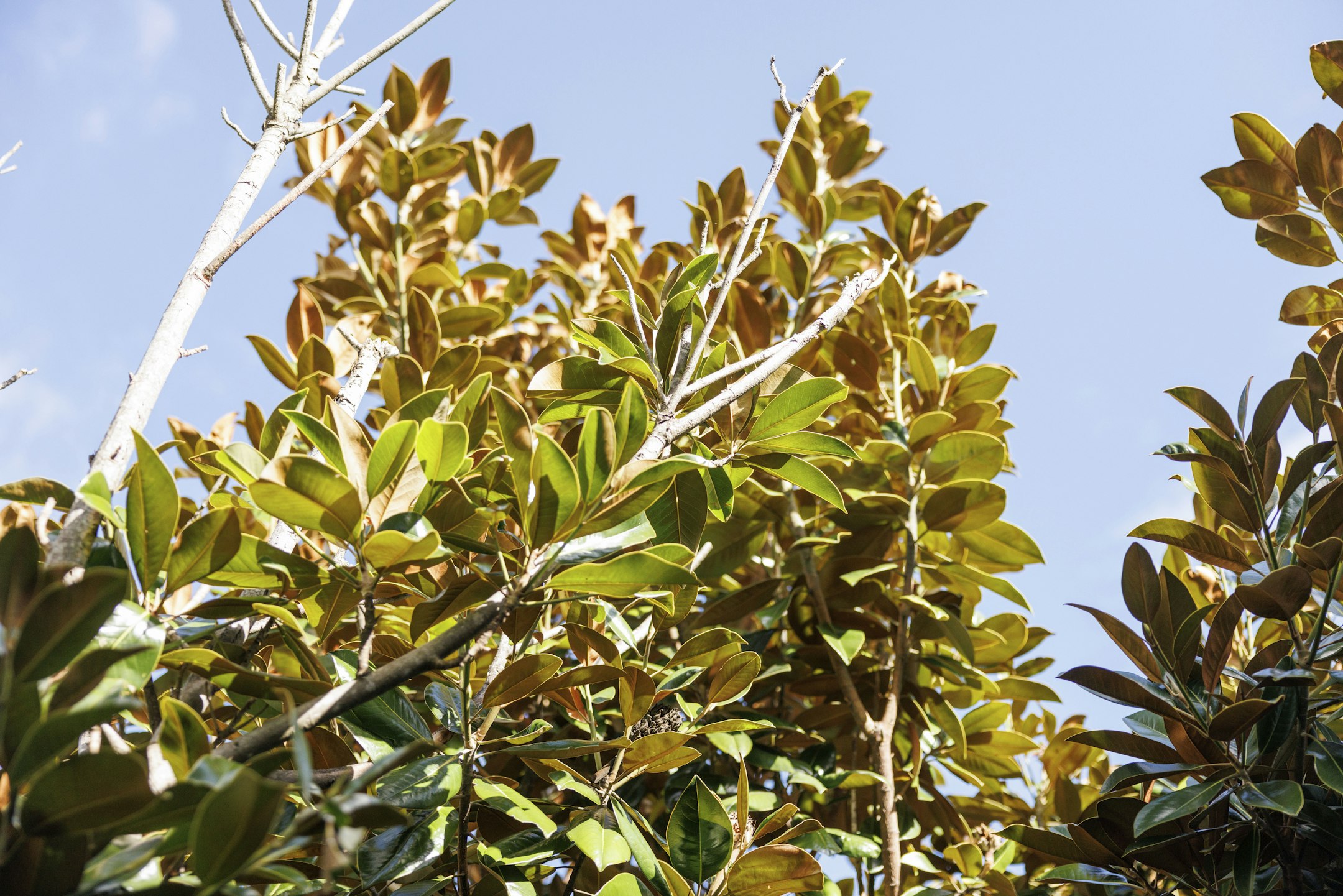 leaf