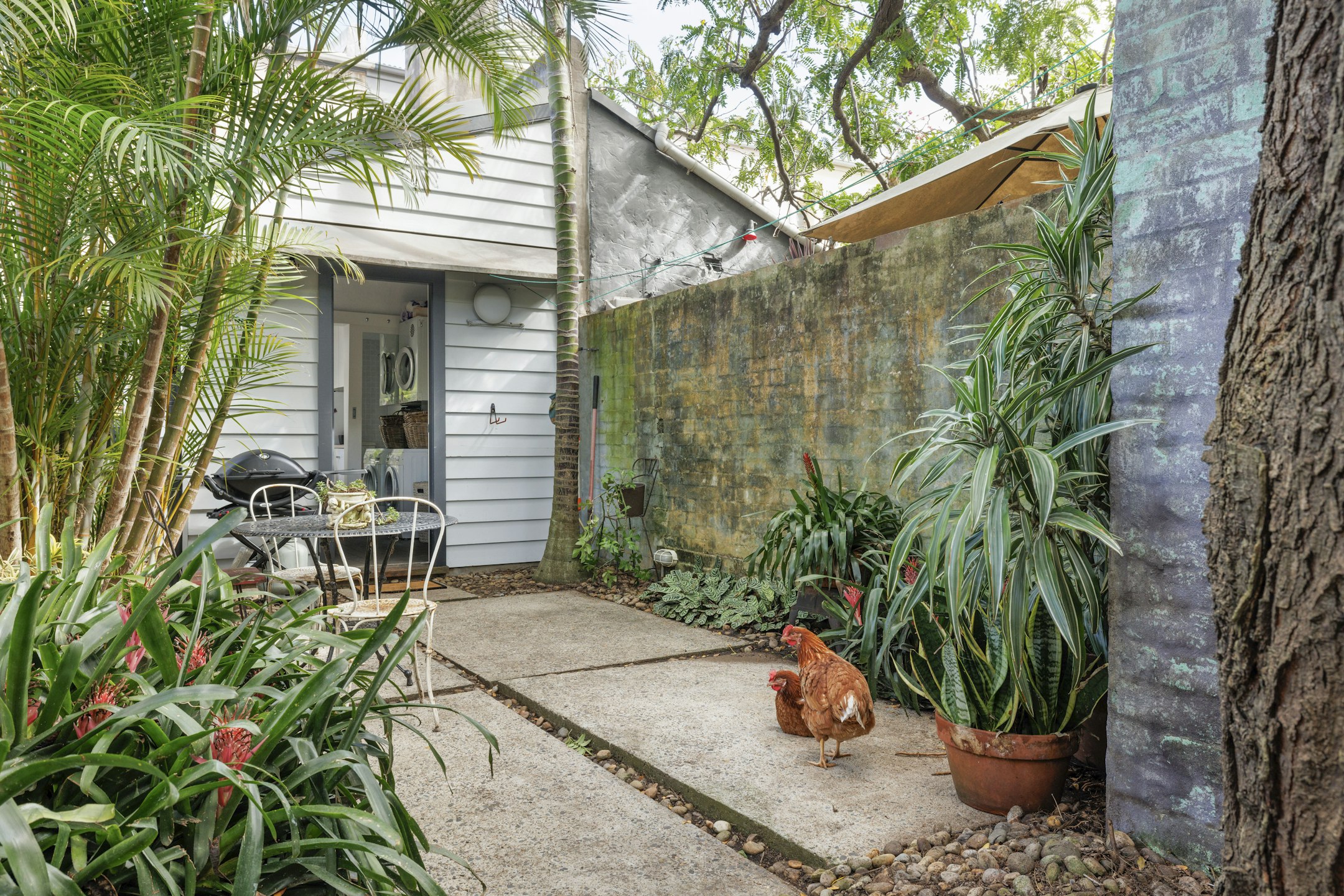 backyard