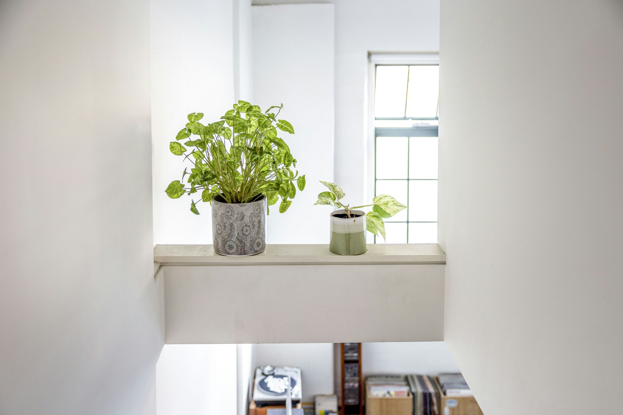 plant