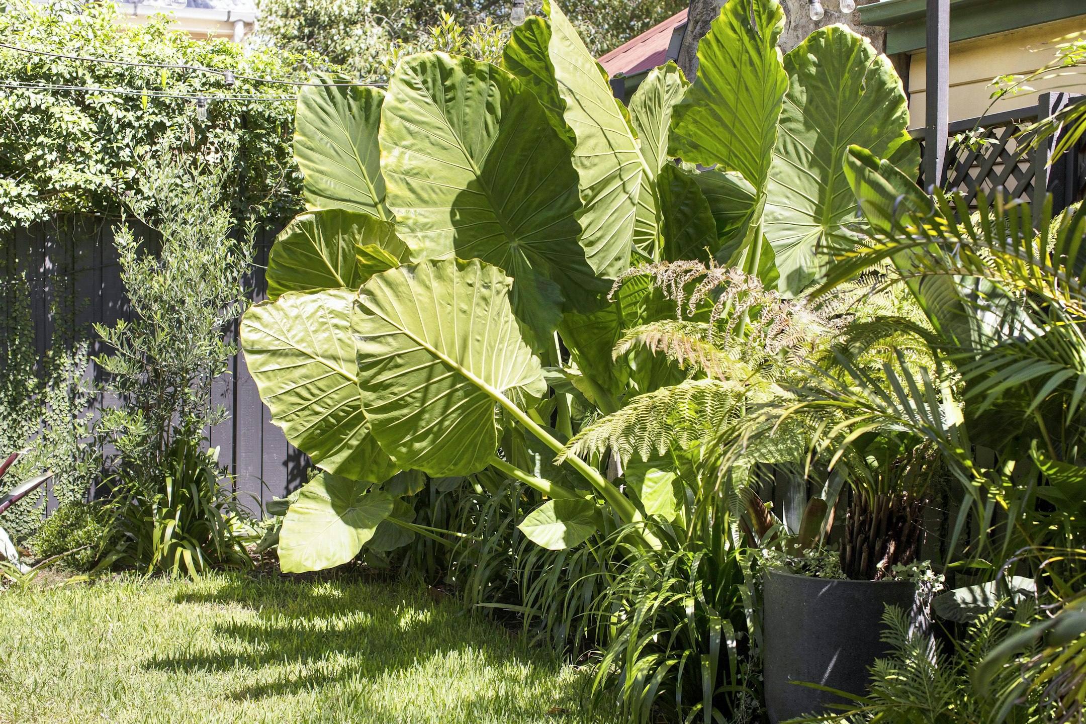 leaf