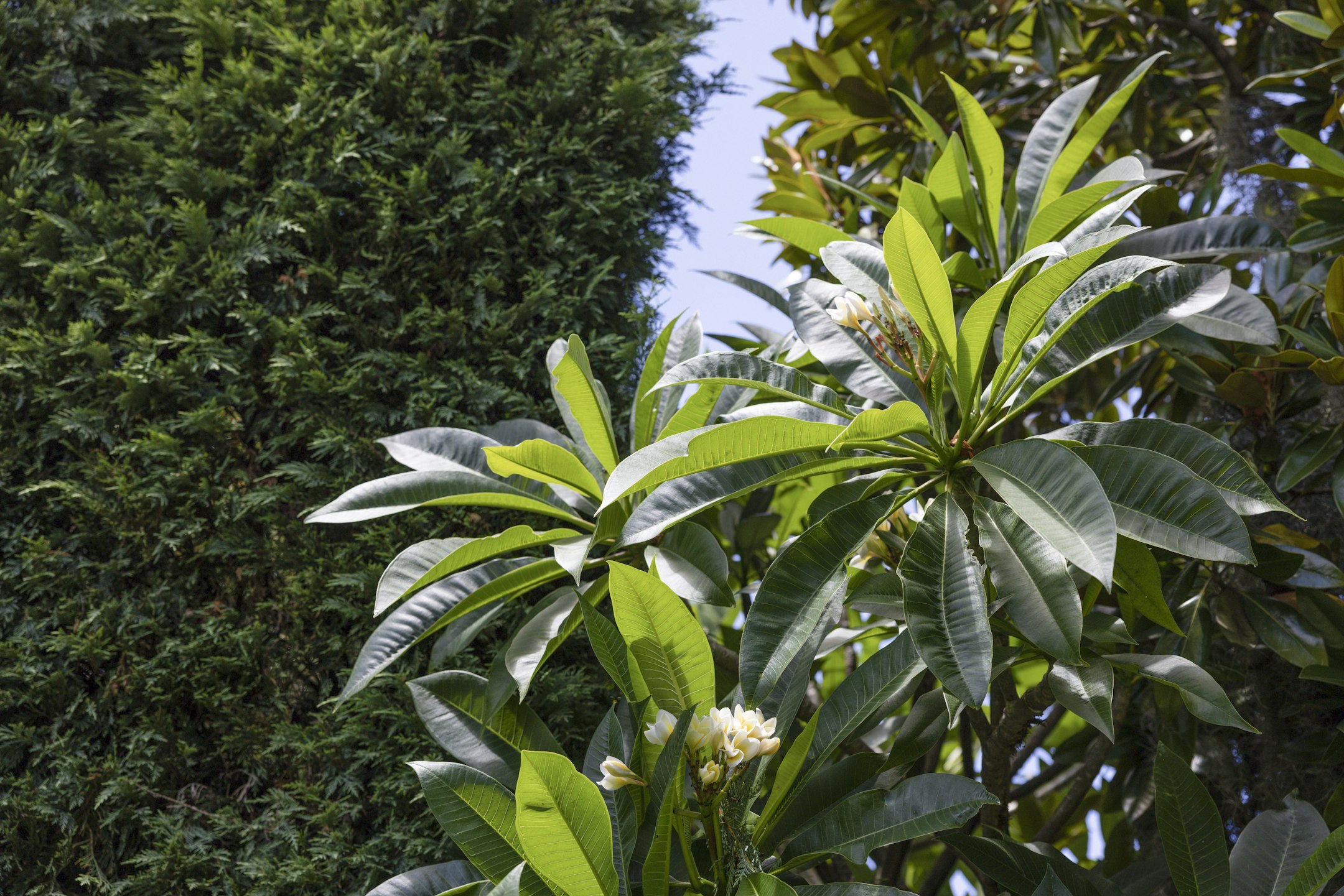 leaf