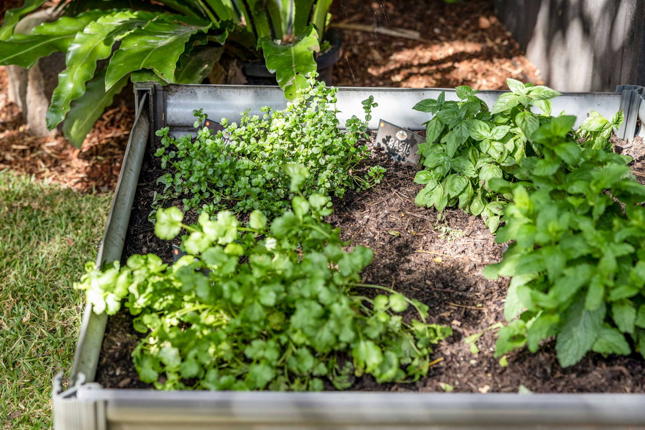 cilantro