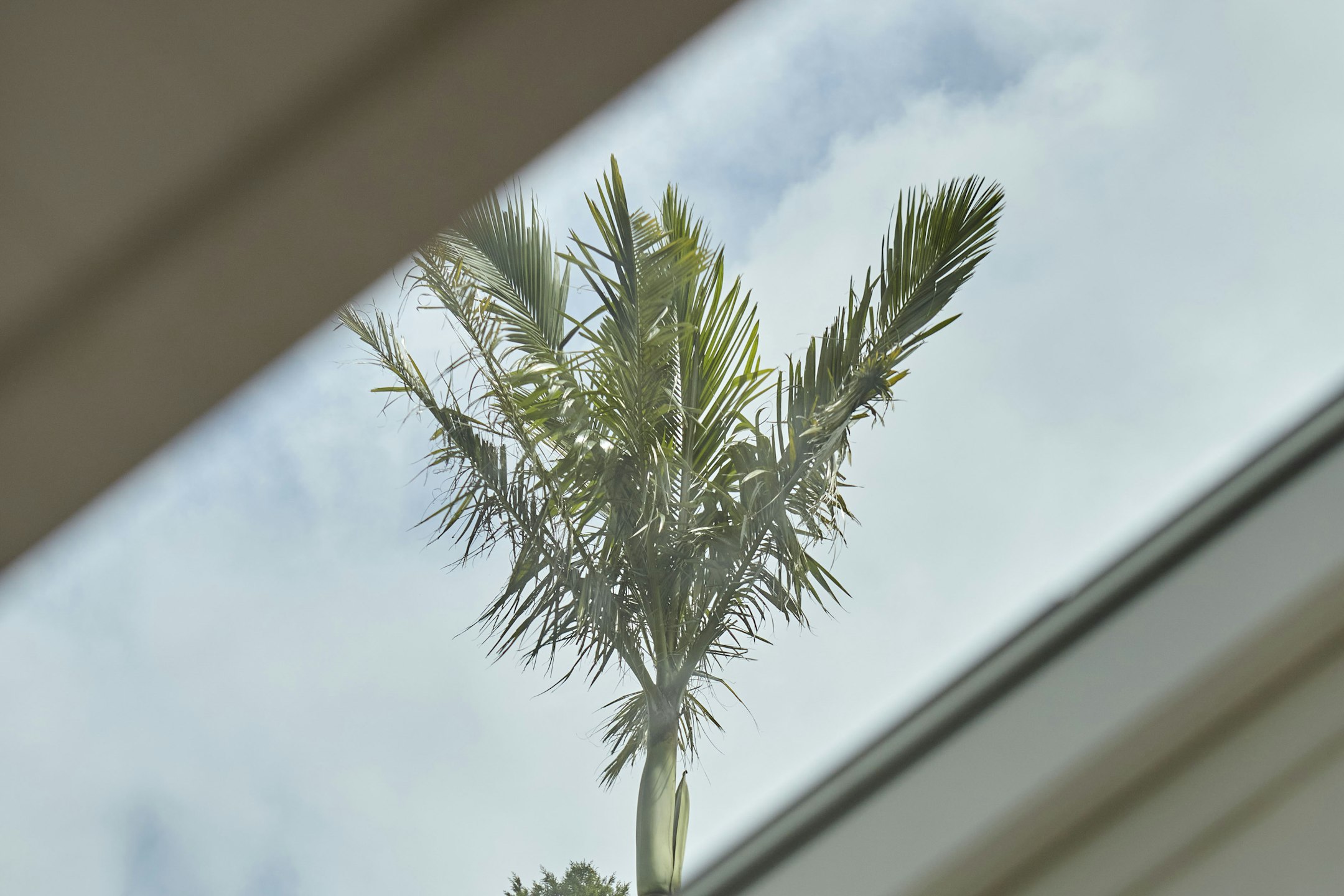 palm tree