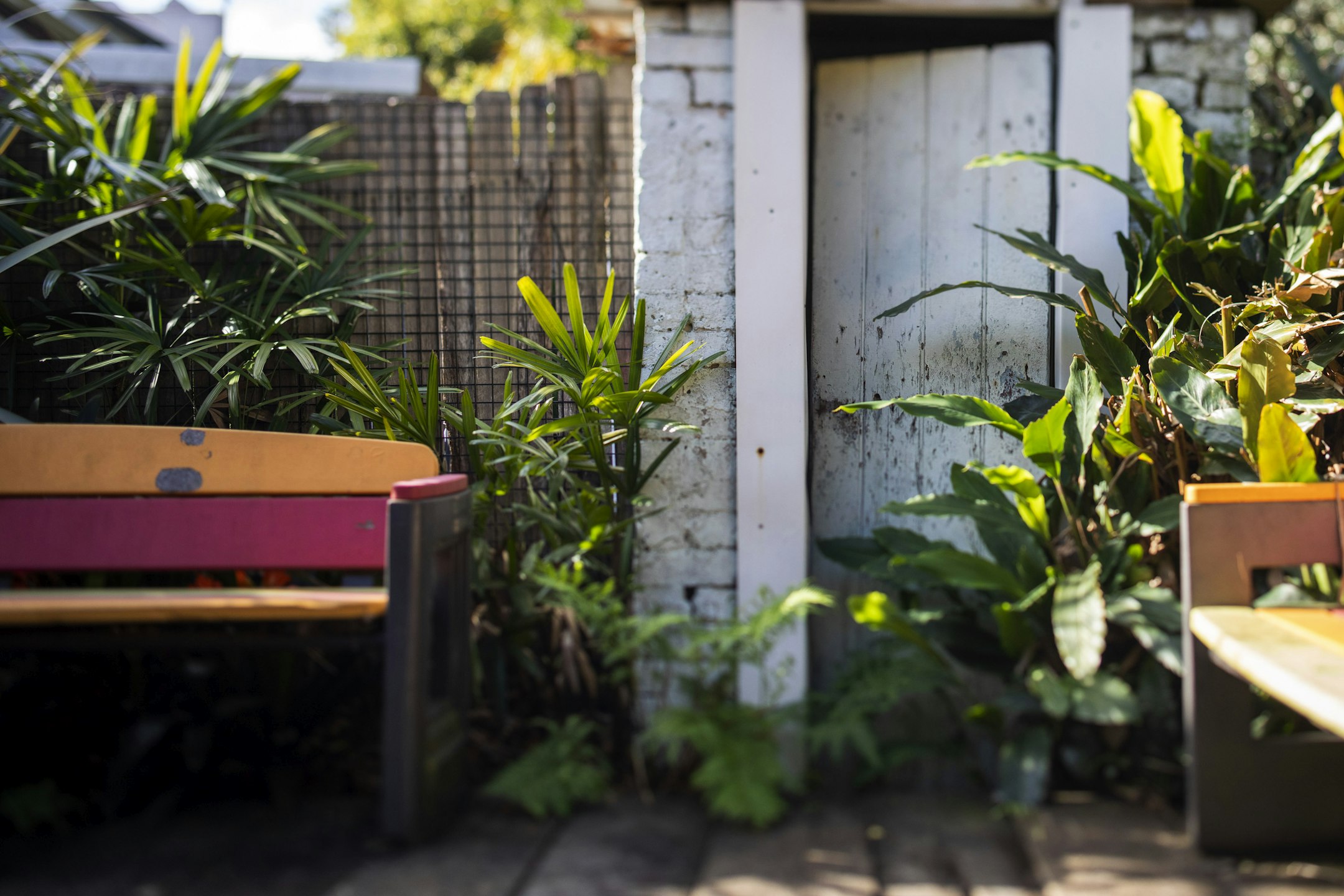 plant