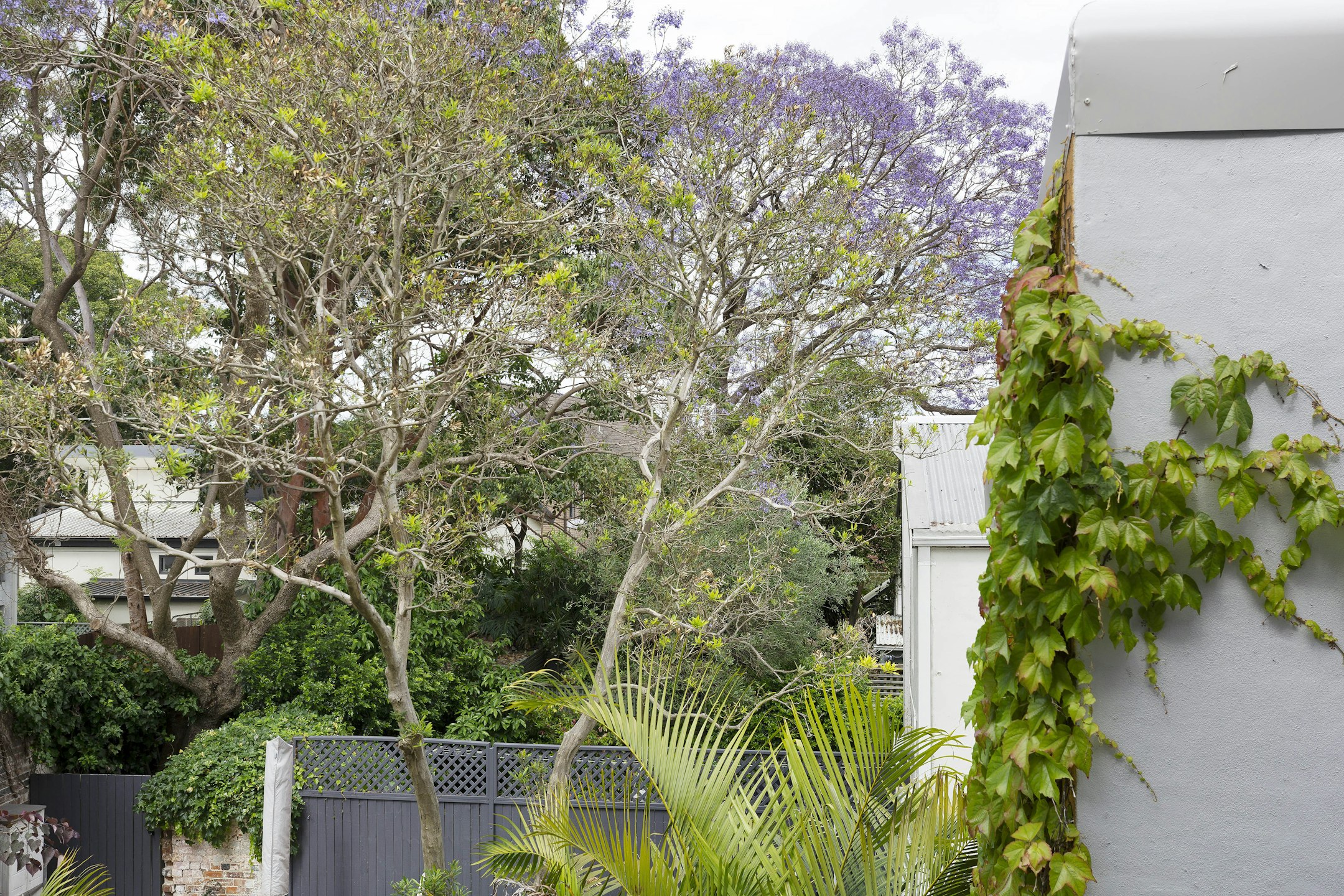 garden