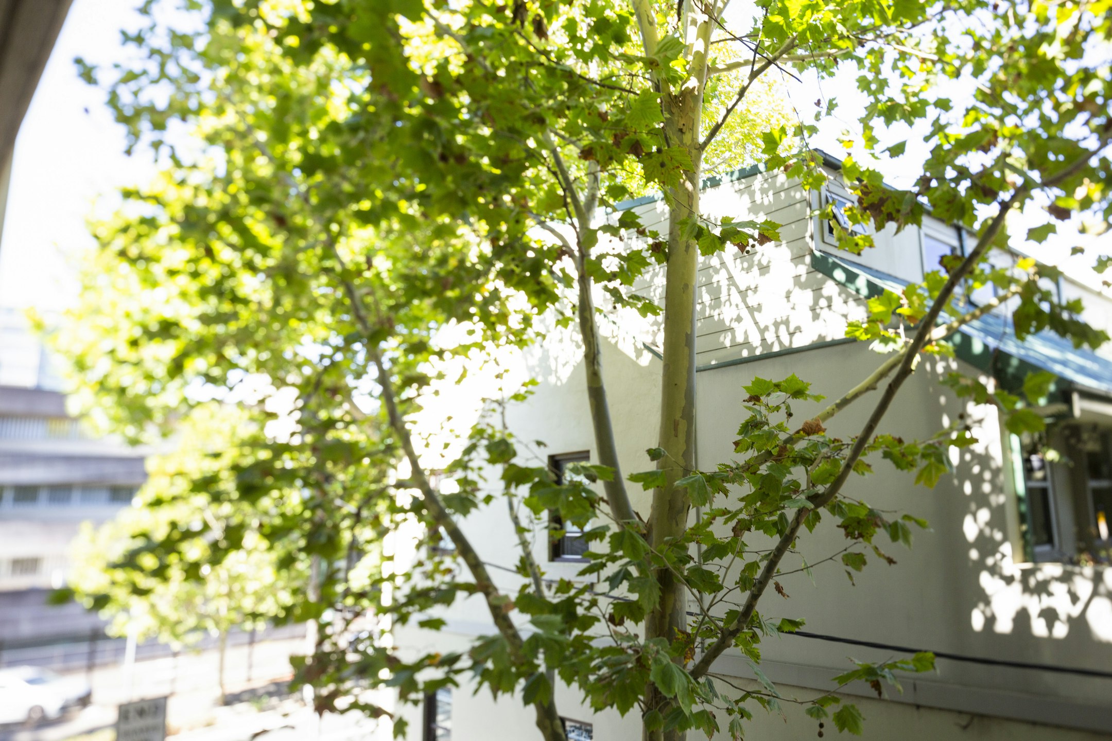 plant