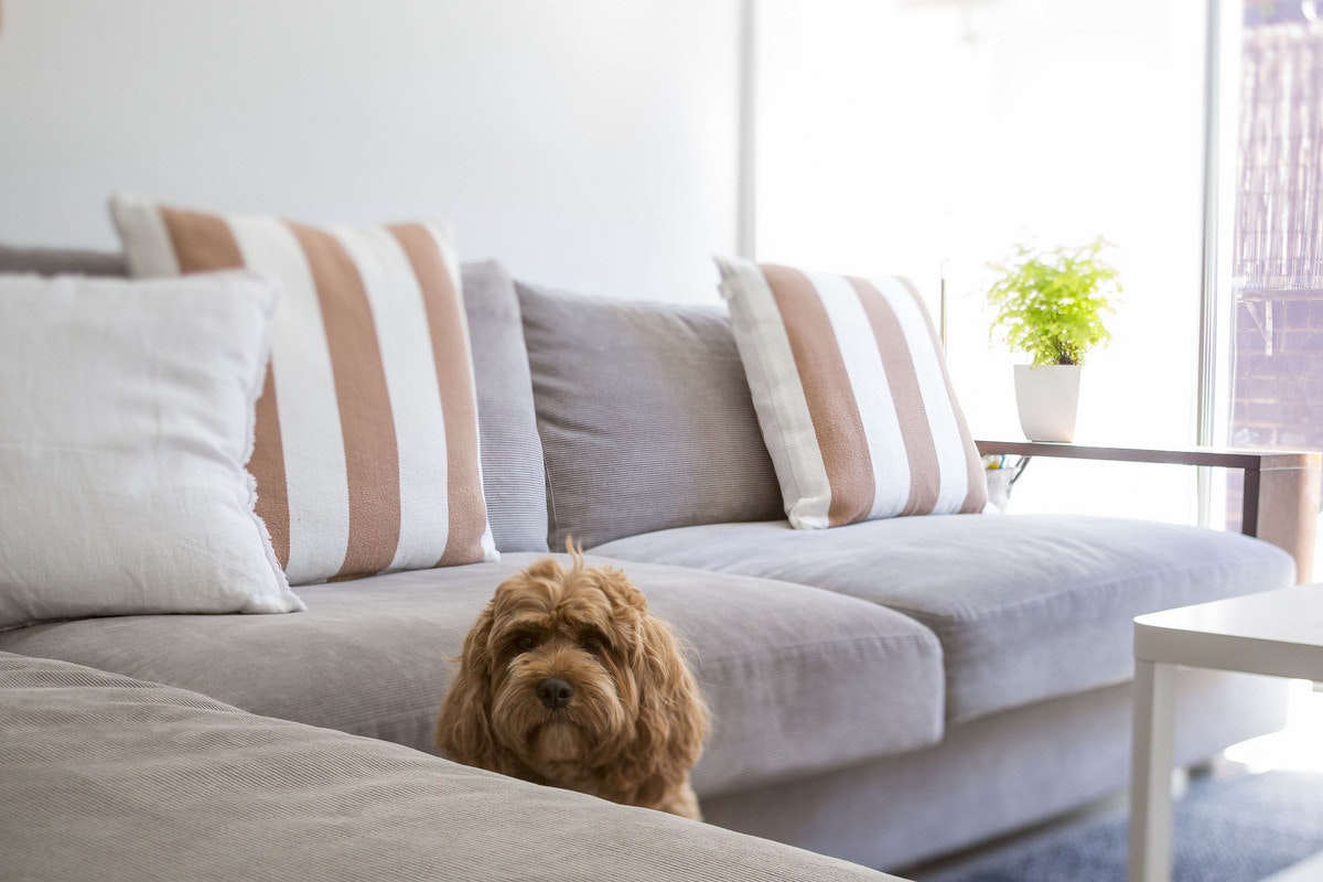 cushion
