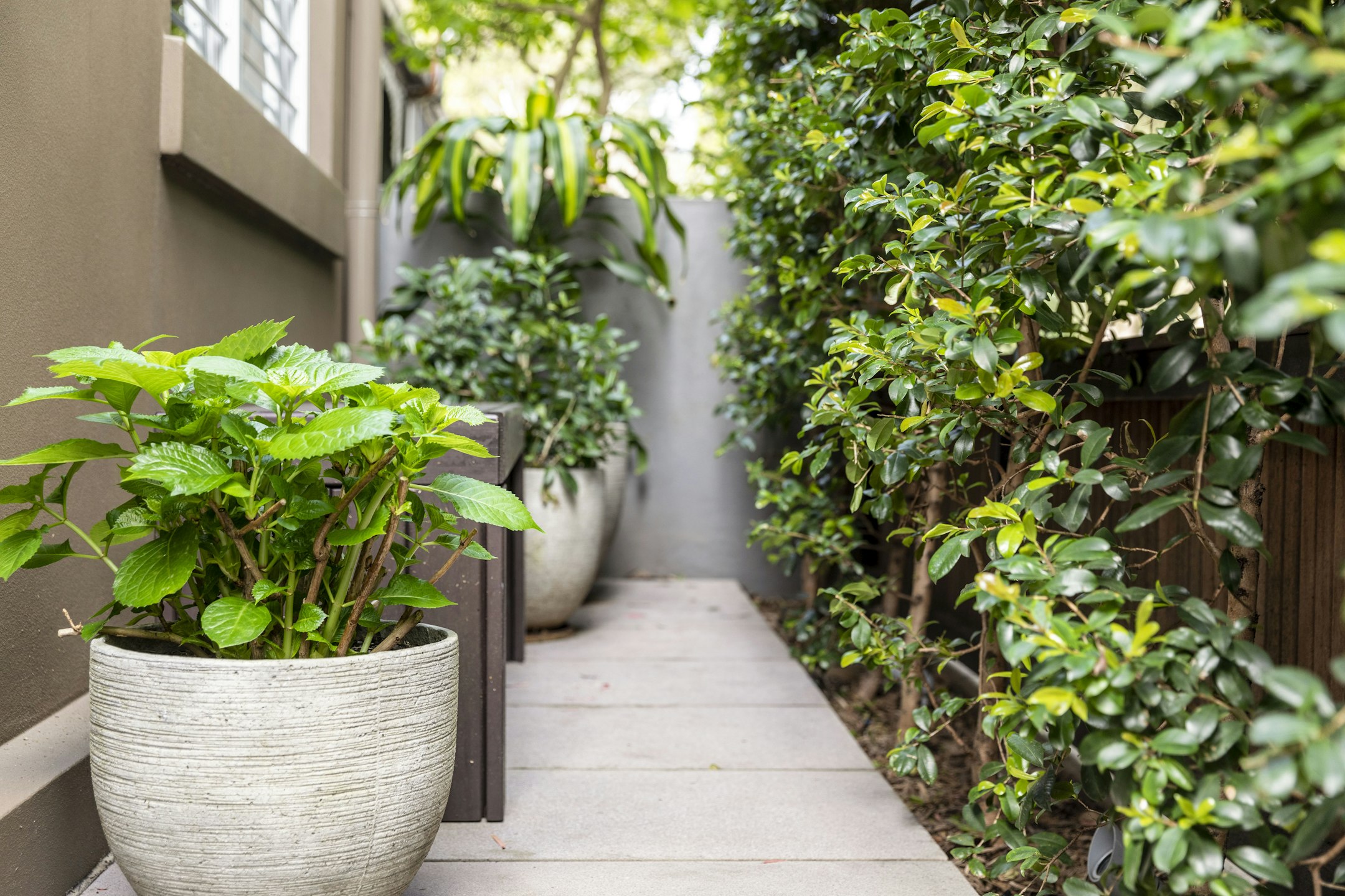 garden