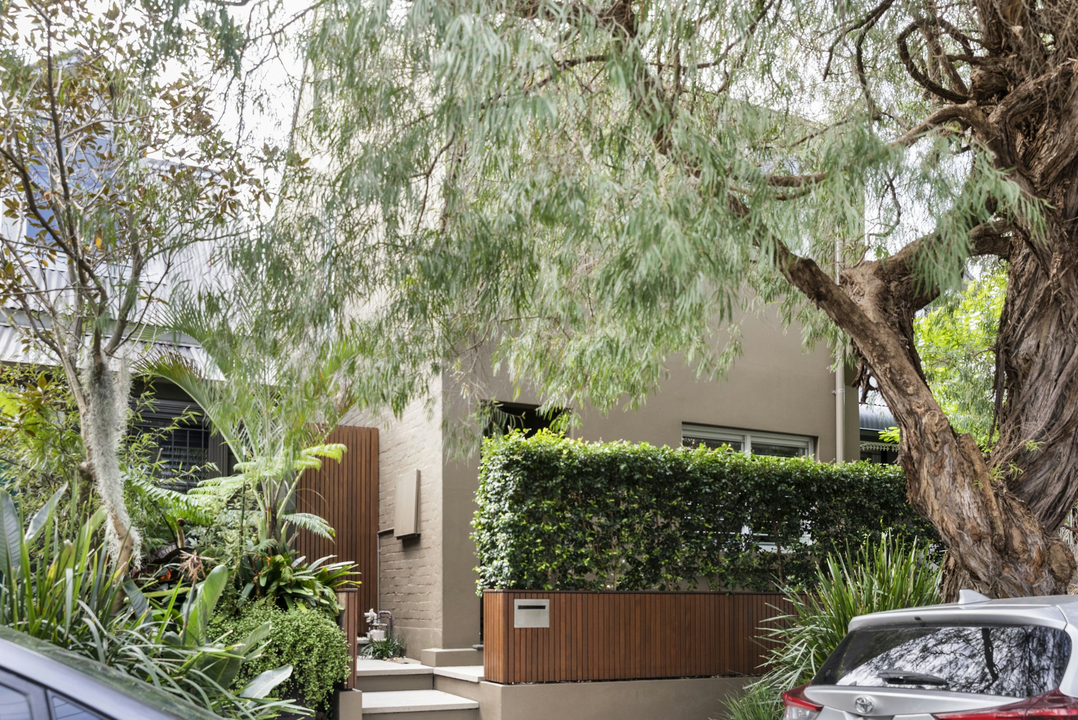 tree