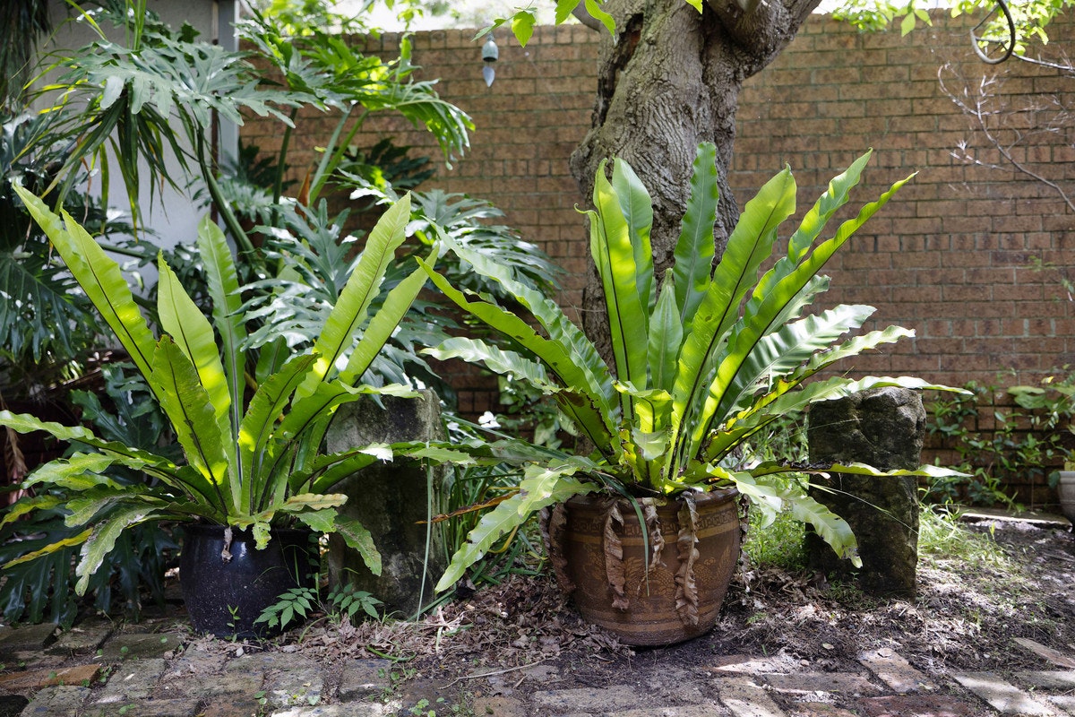 plant