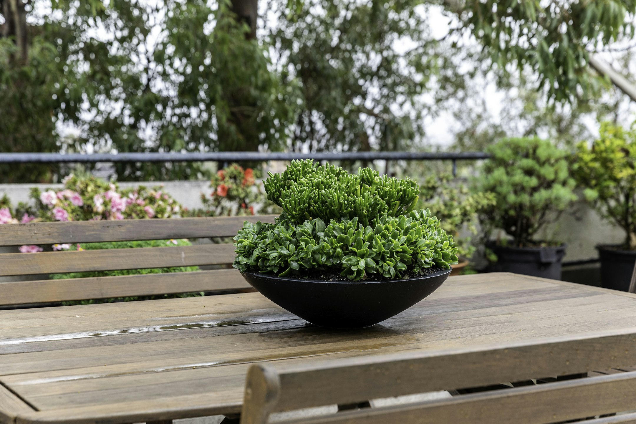 plant