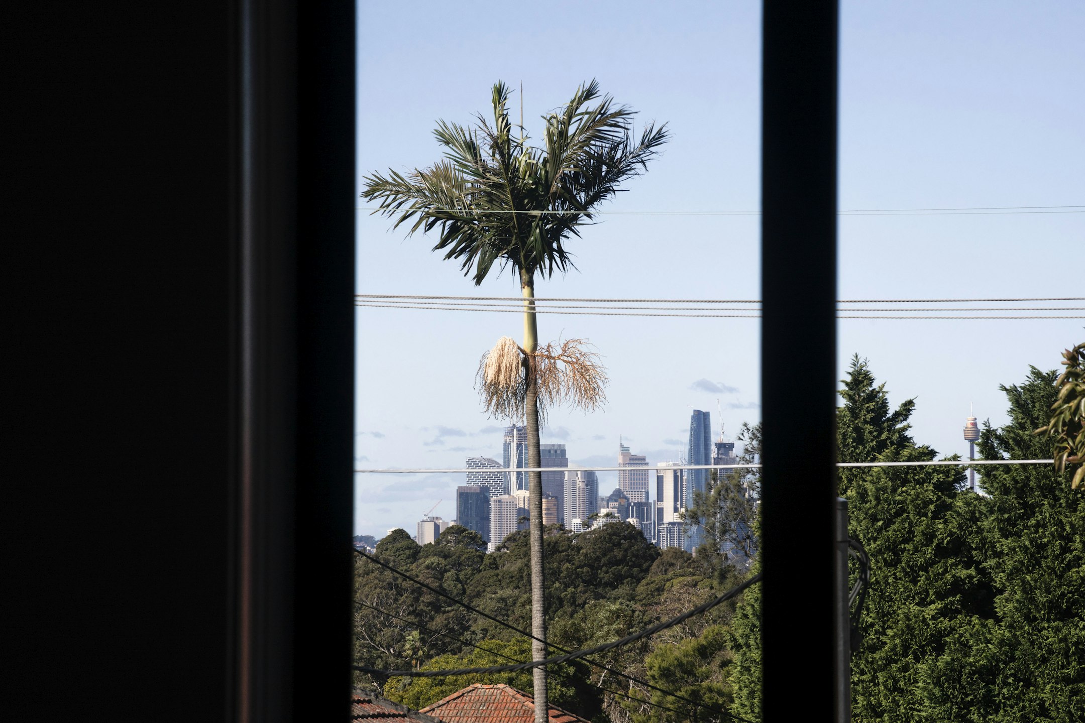 palm tree