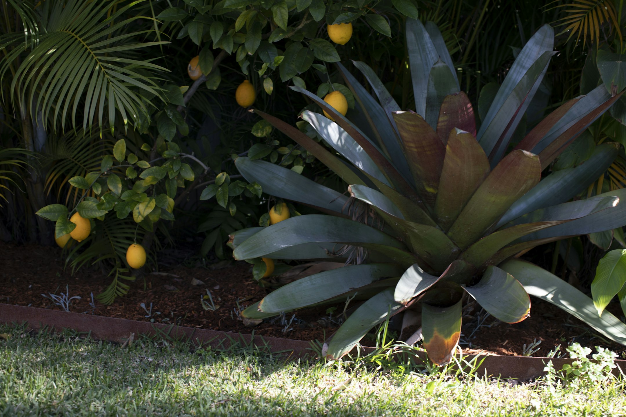citrus fruit
