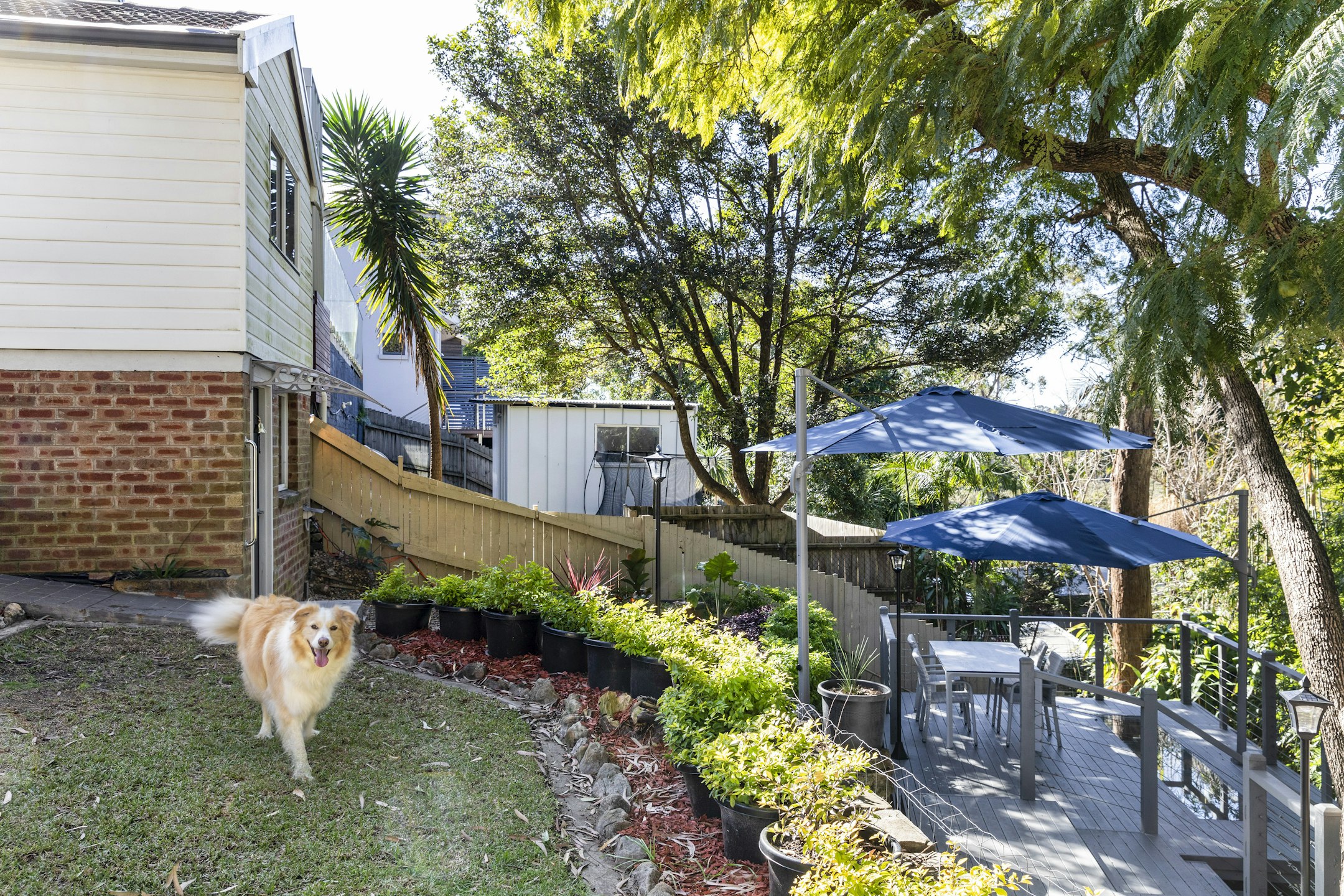 backyard