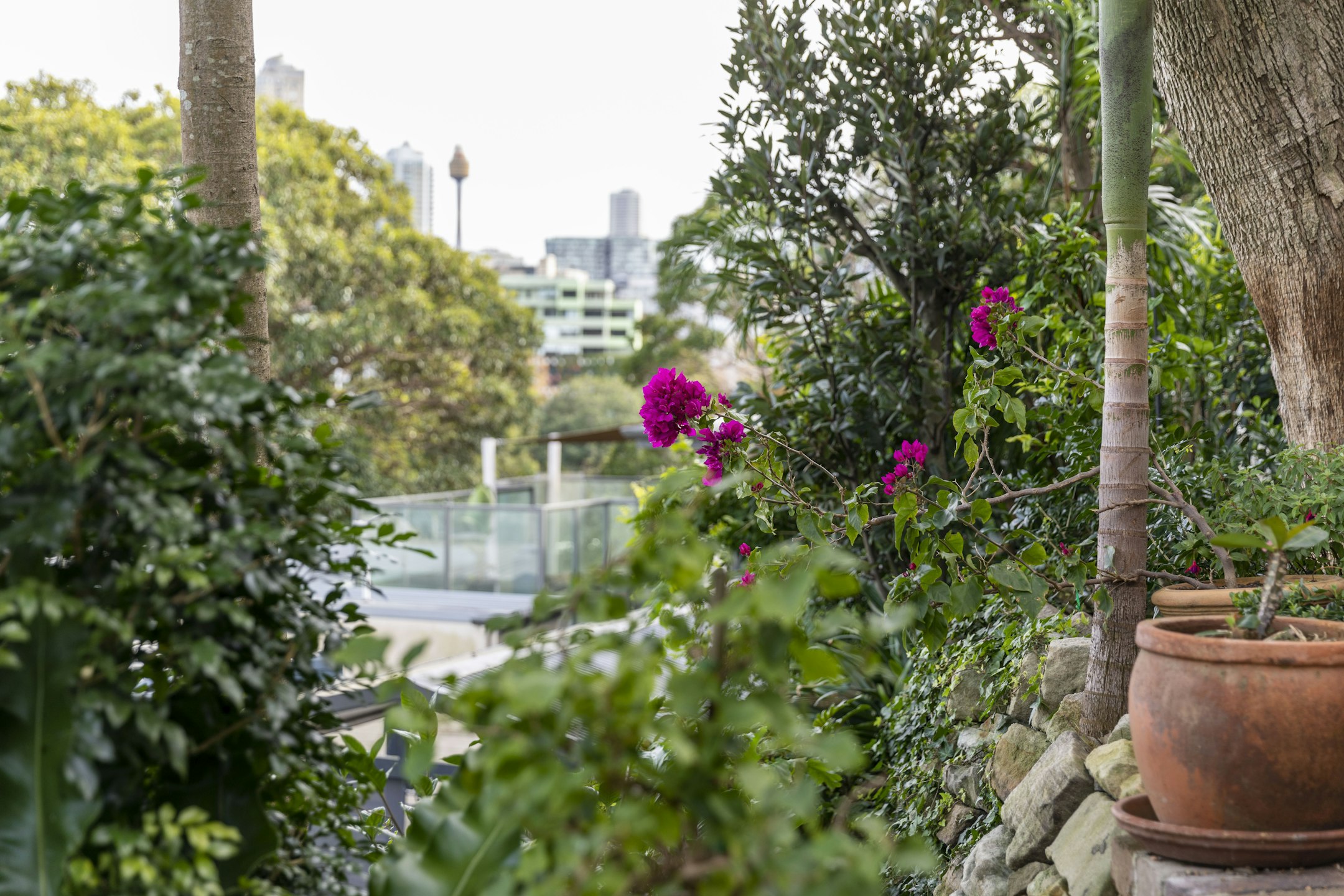 garden