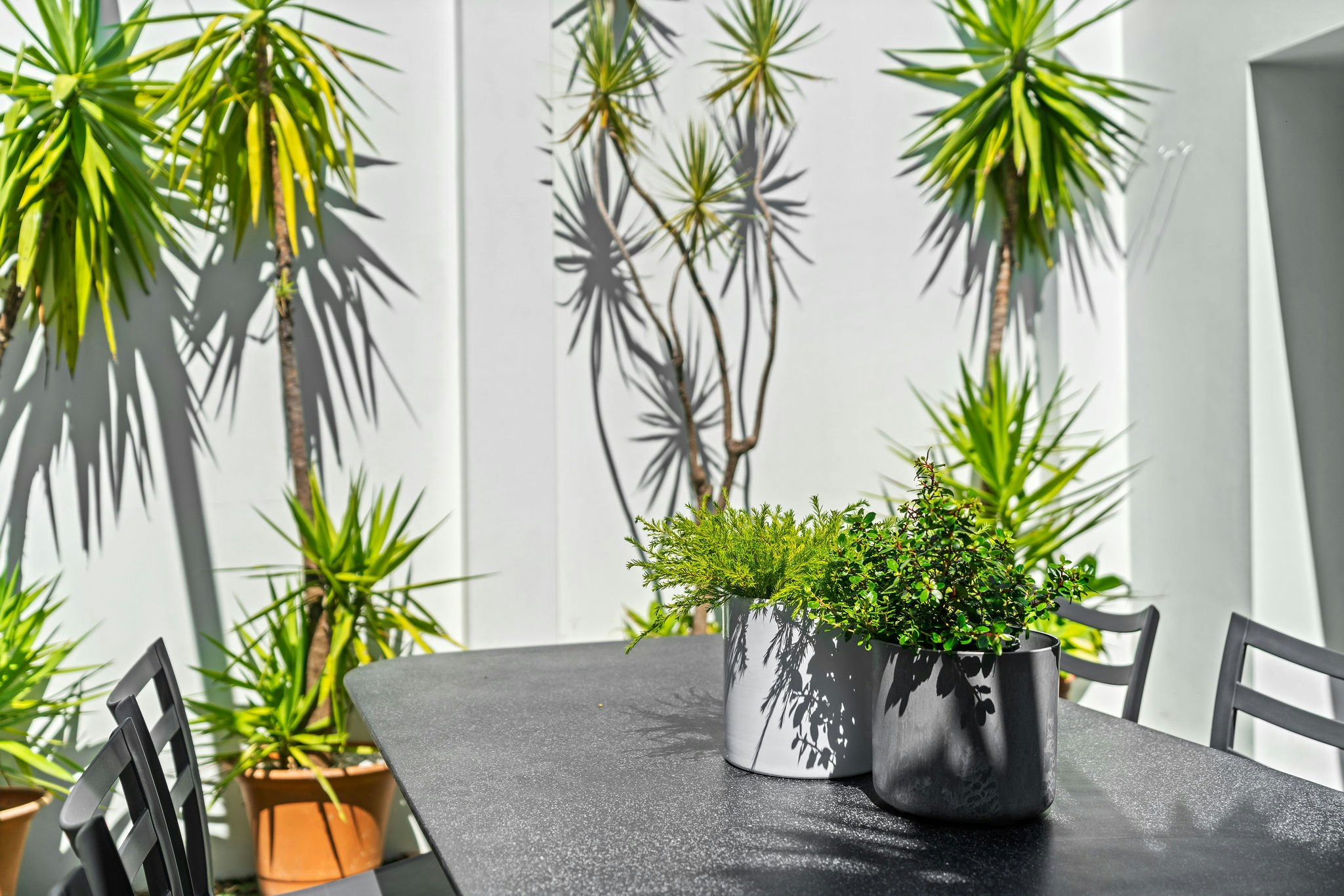 plant