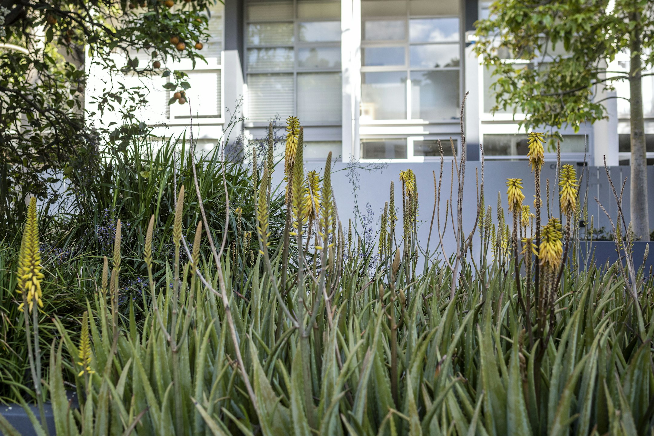 agavaceae