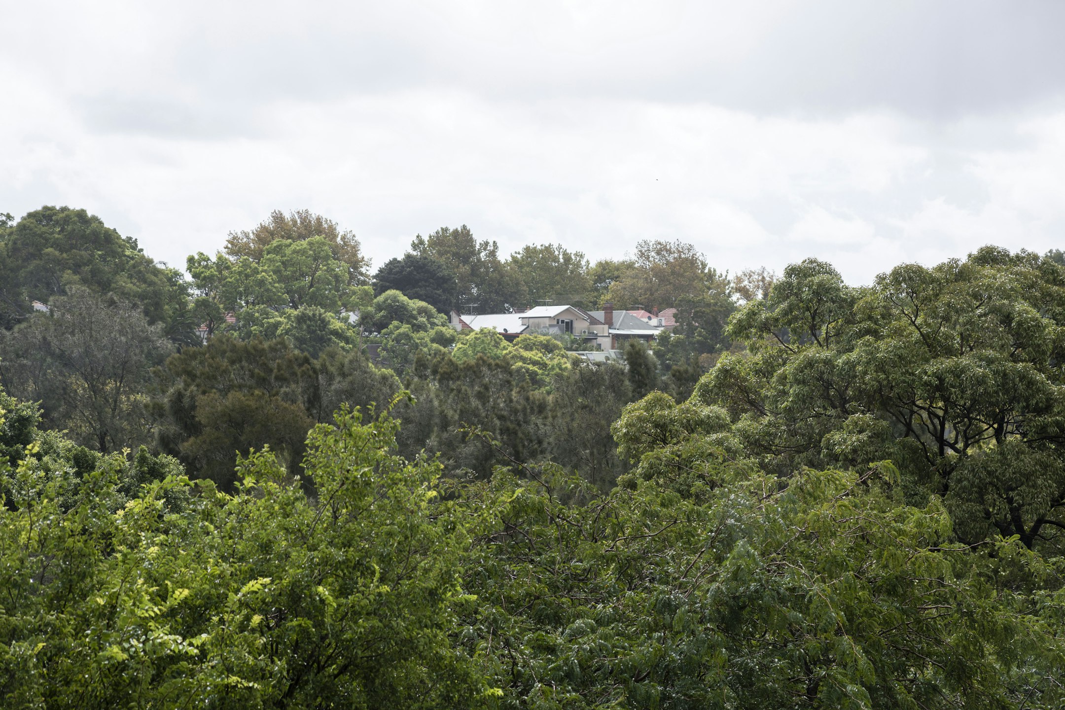 vegetation