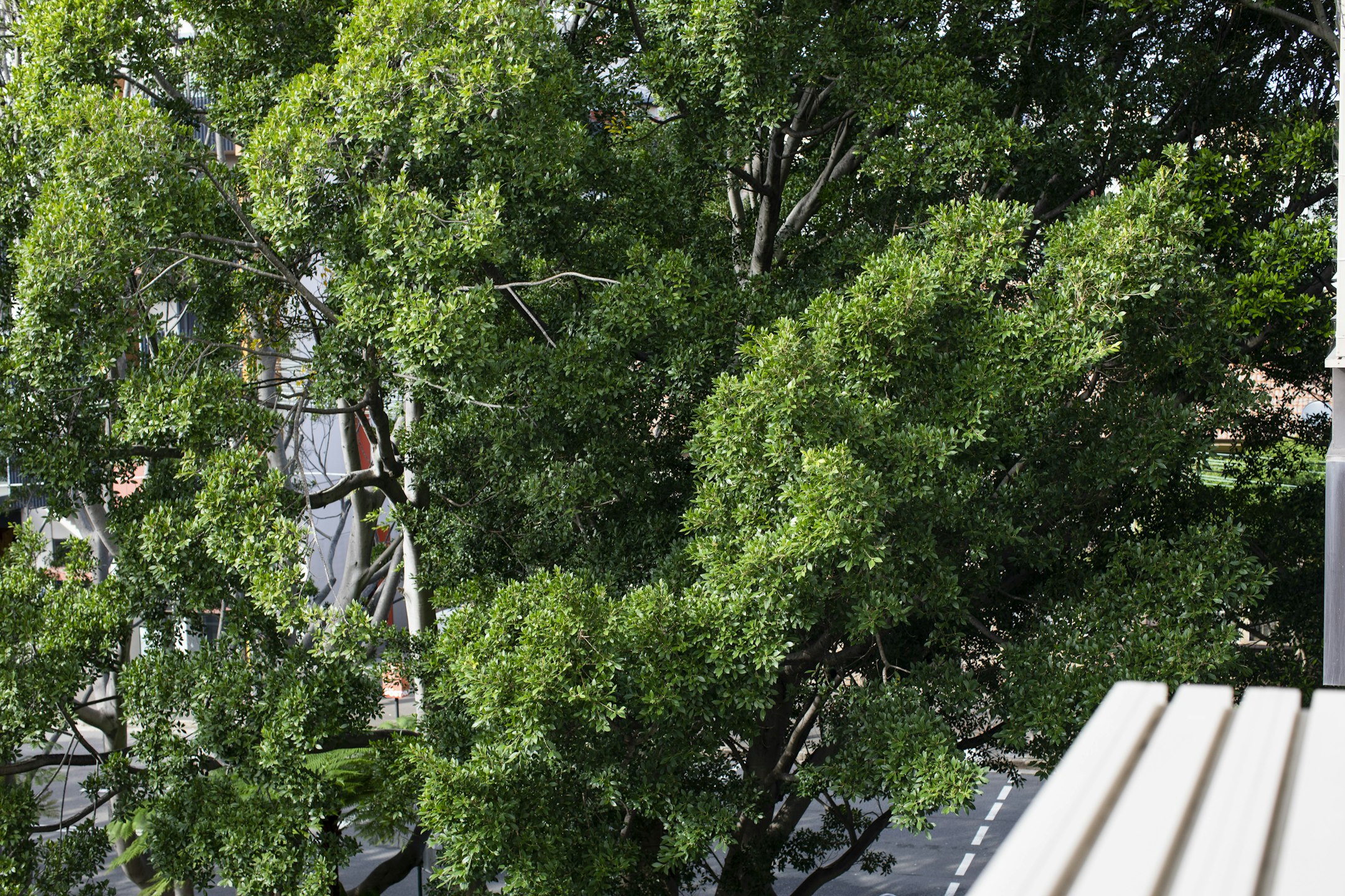 tree