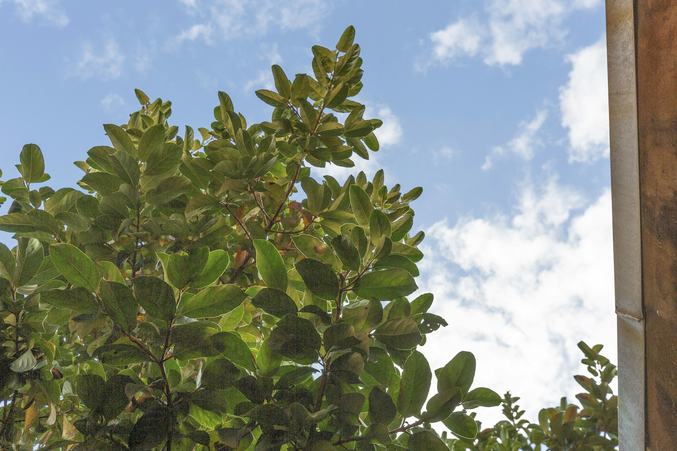 leaf