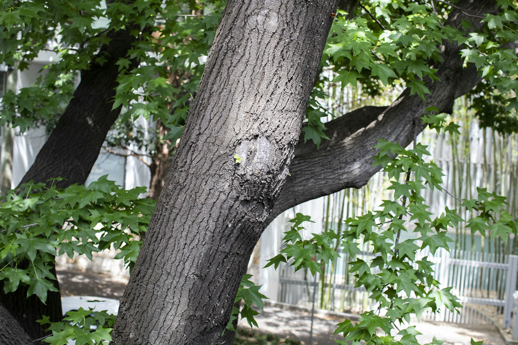 plant
