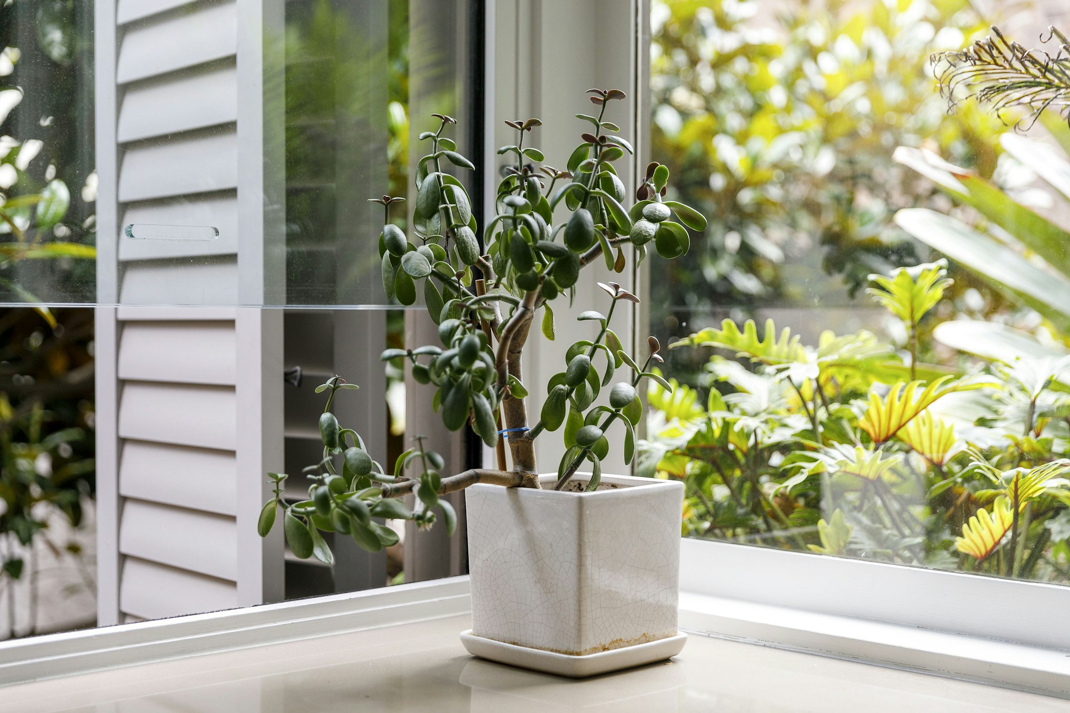 plant