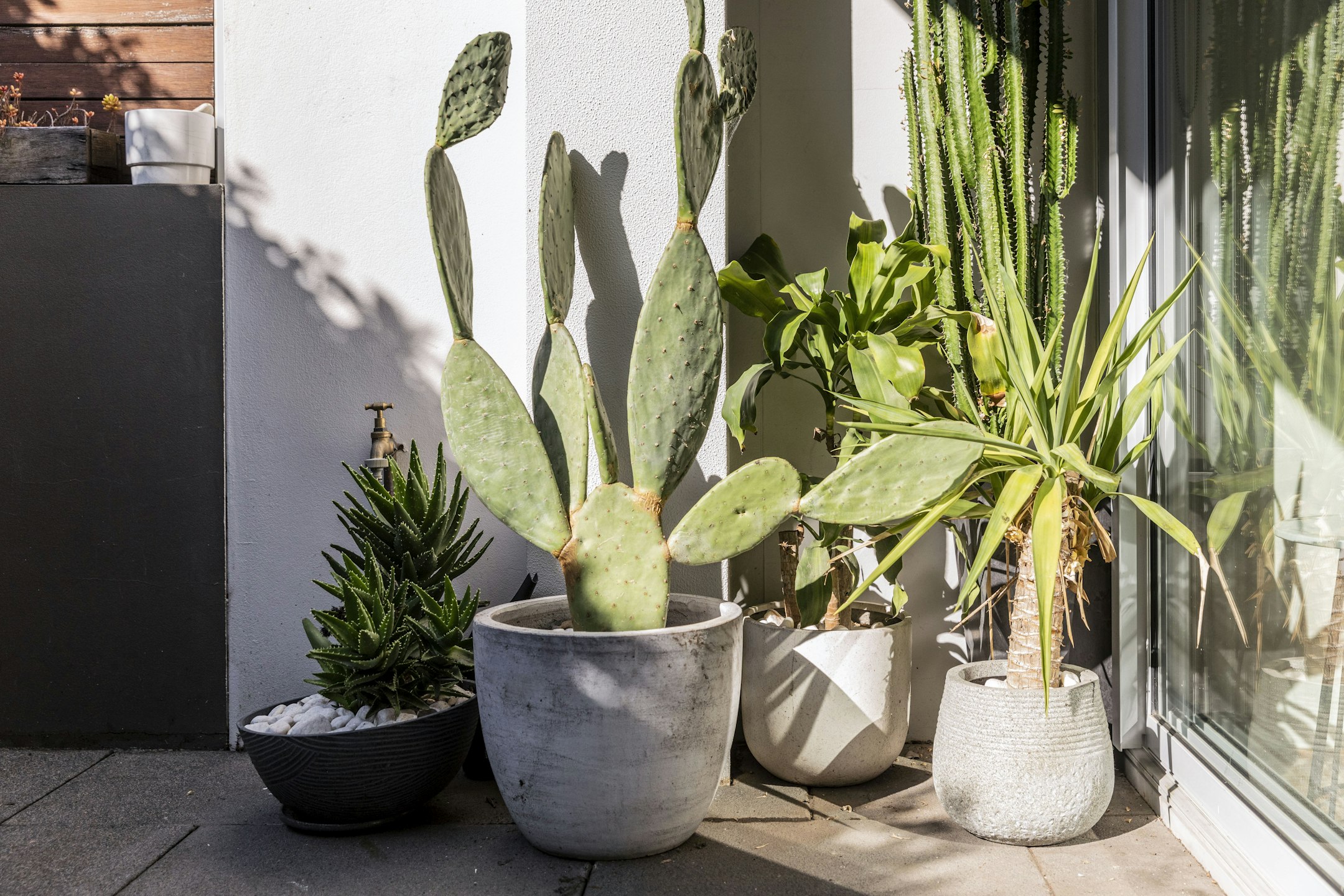 plant