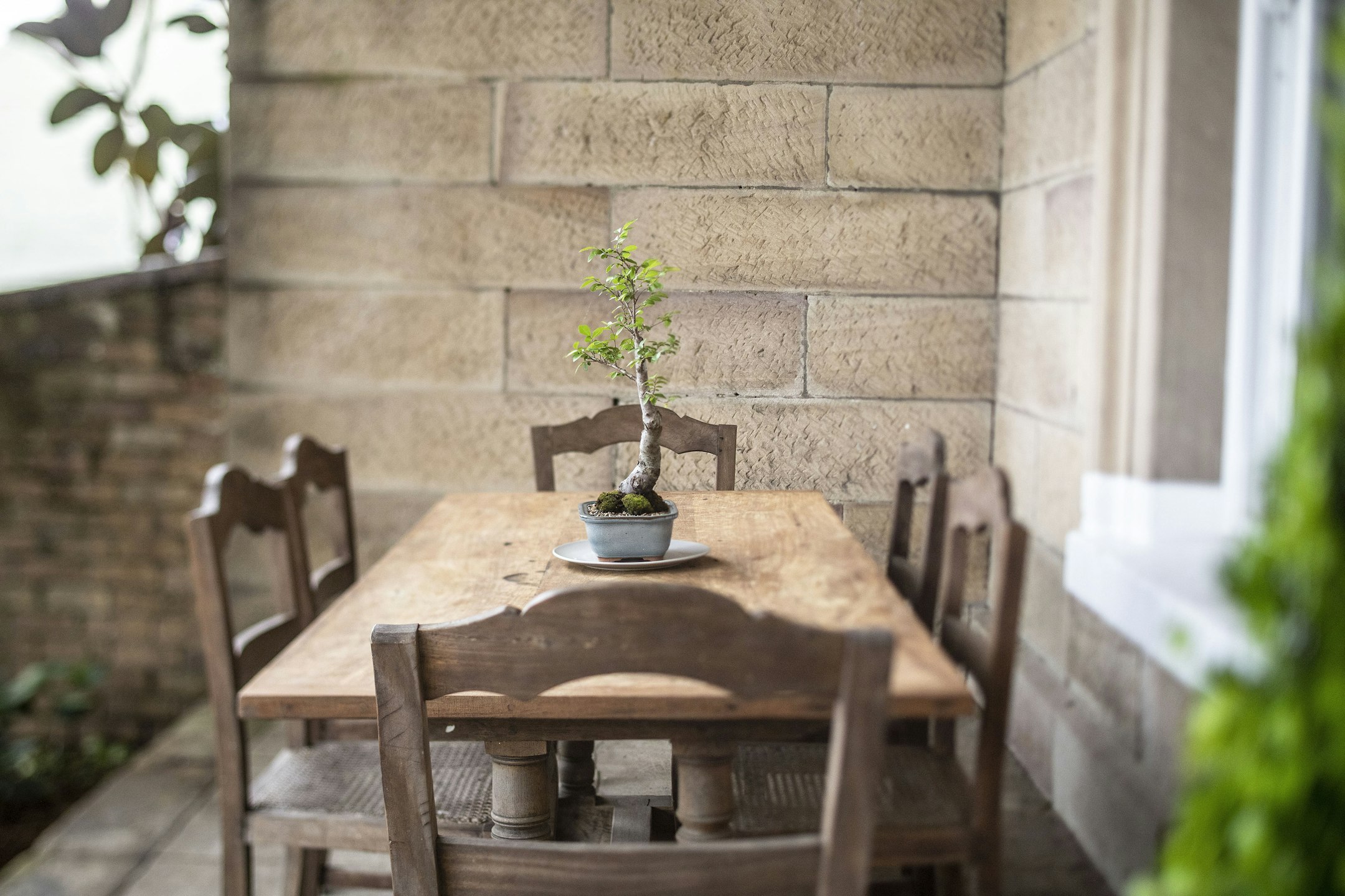 potted plant