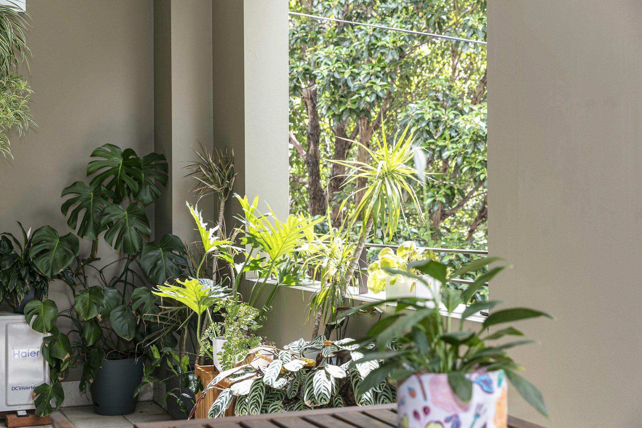 plant