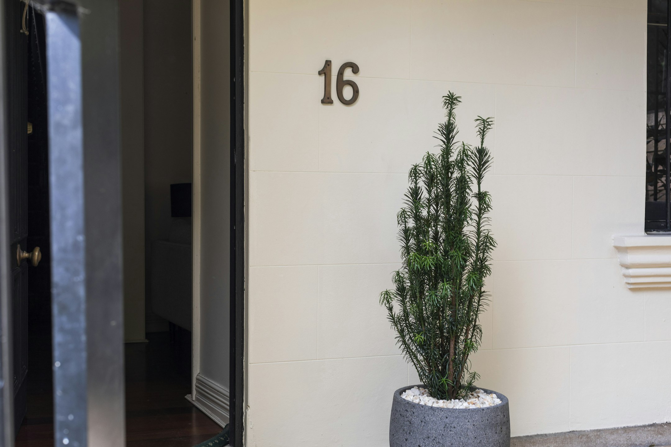 plant