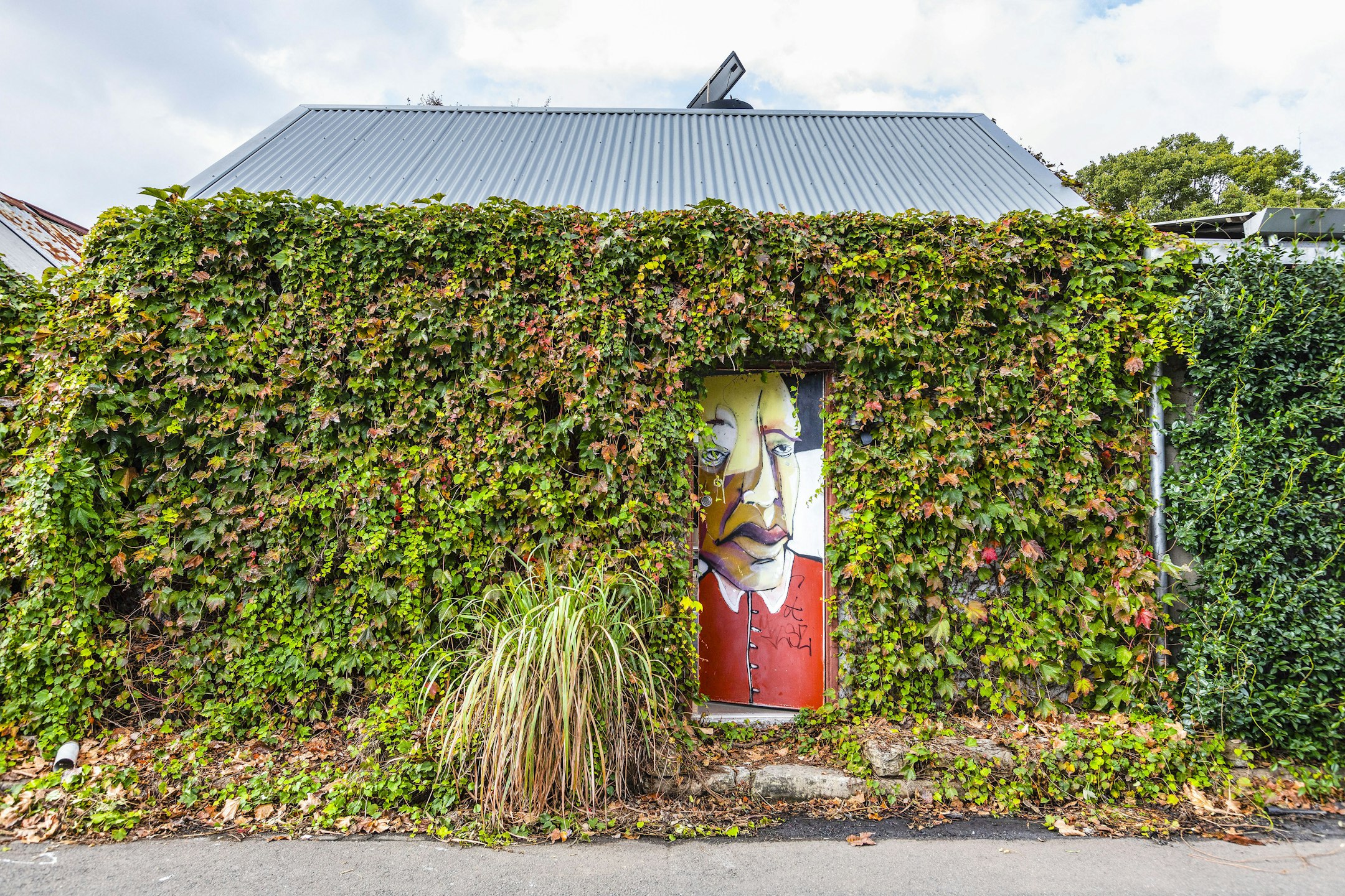 ivy