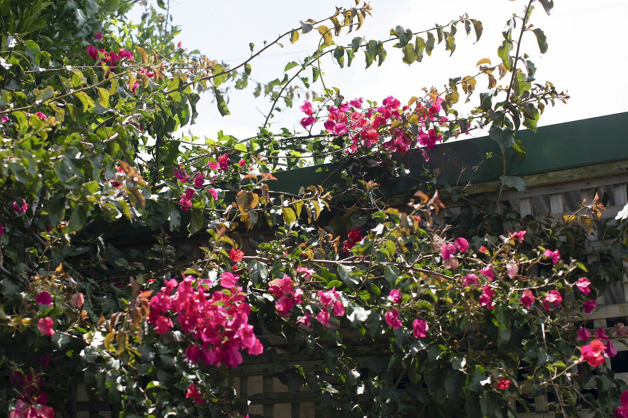 flower