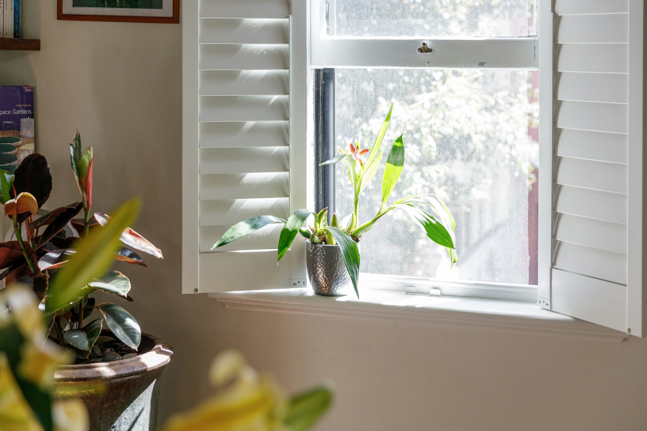 window
