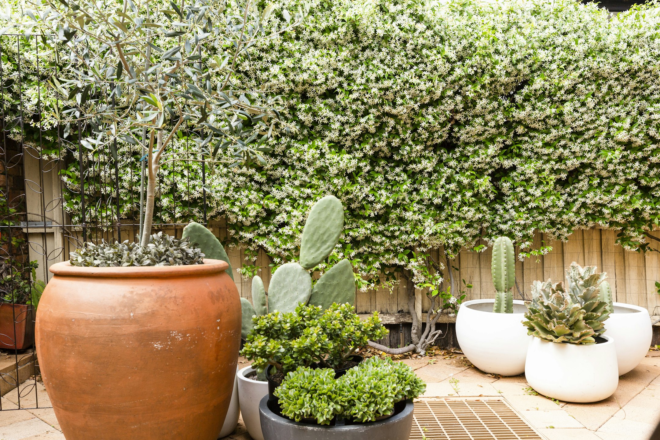 plant