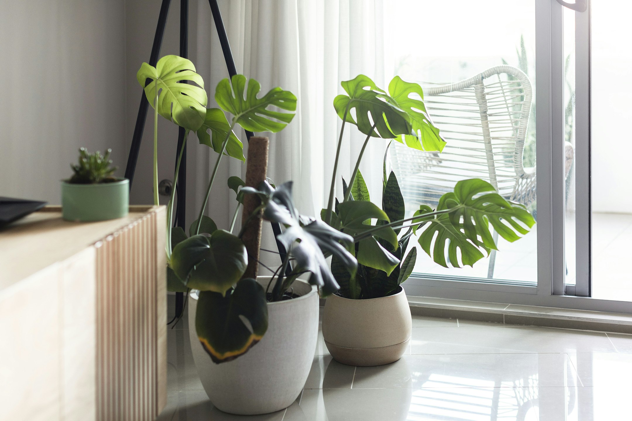 plant
