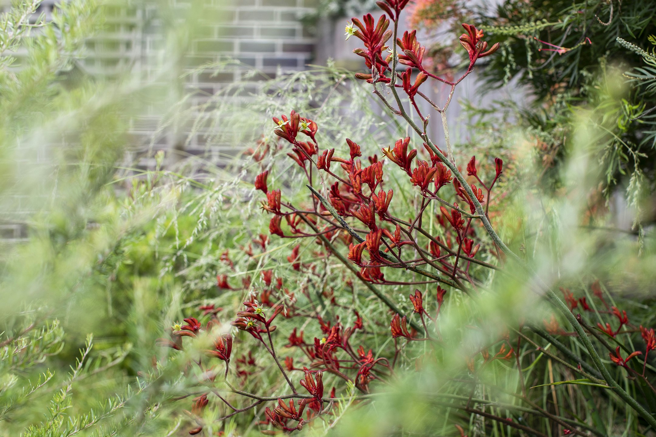 plant