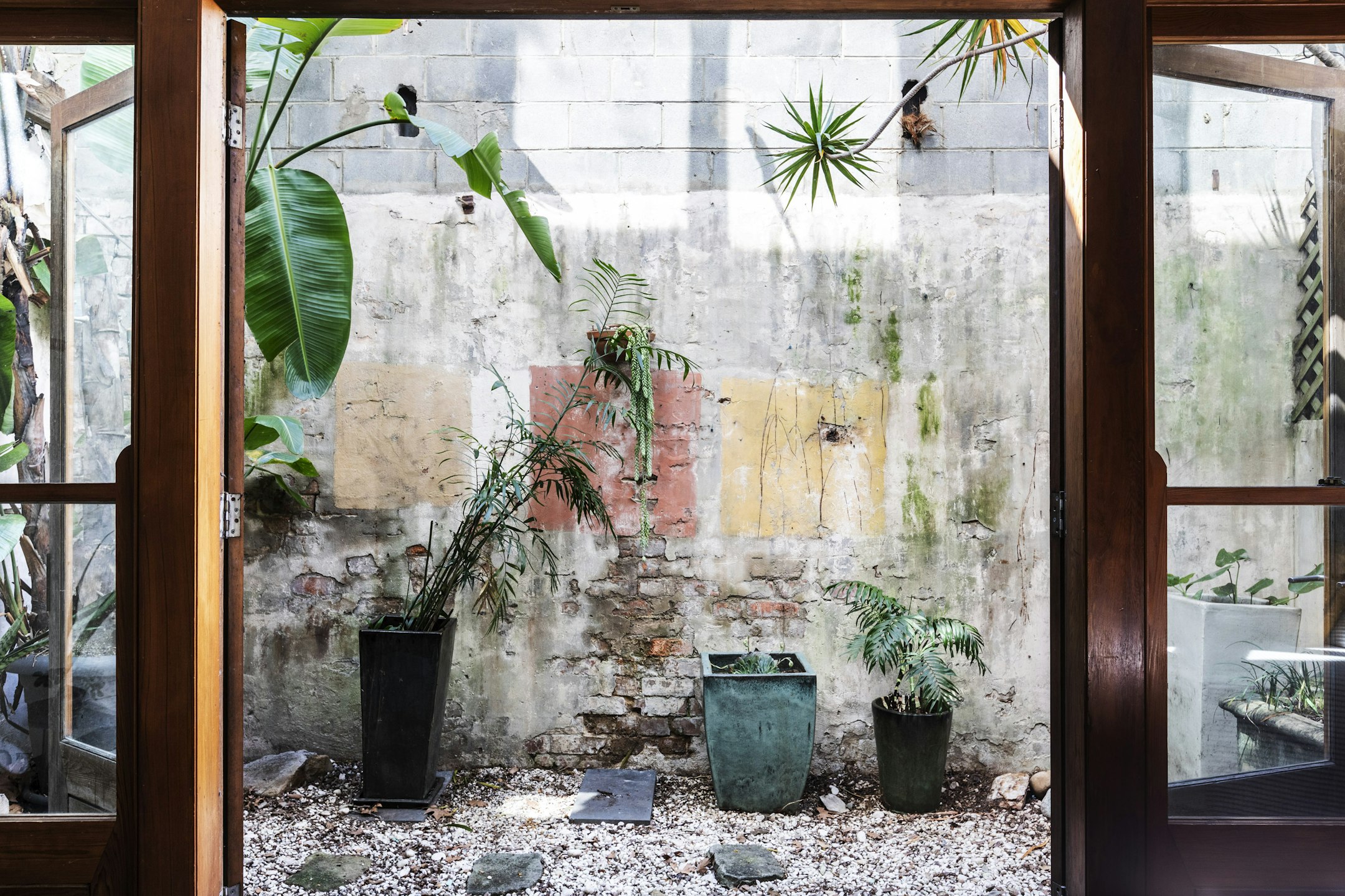 plant