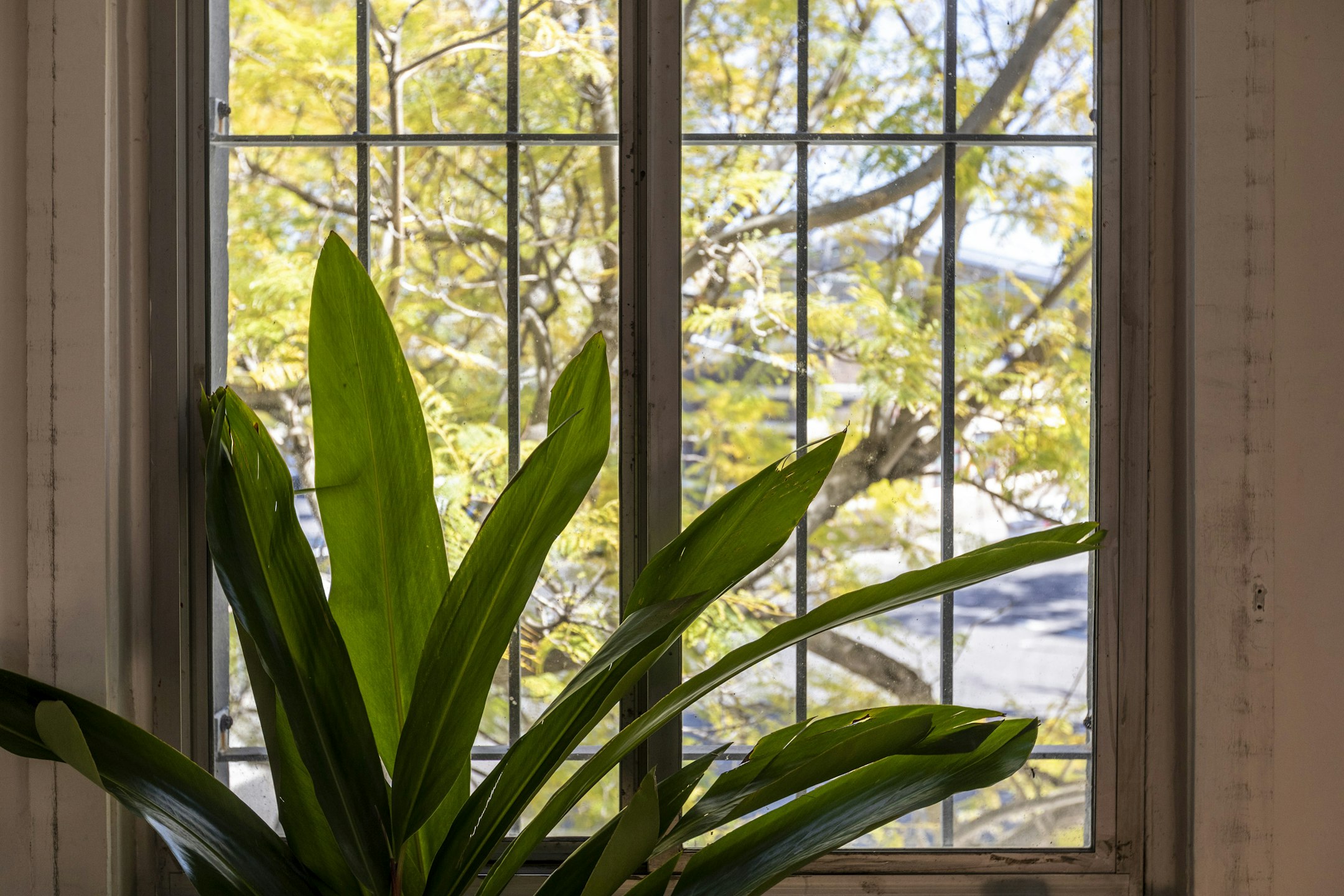 plant