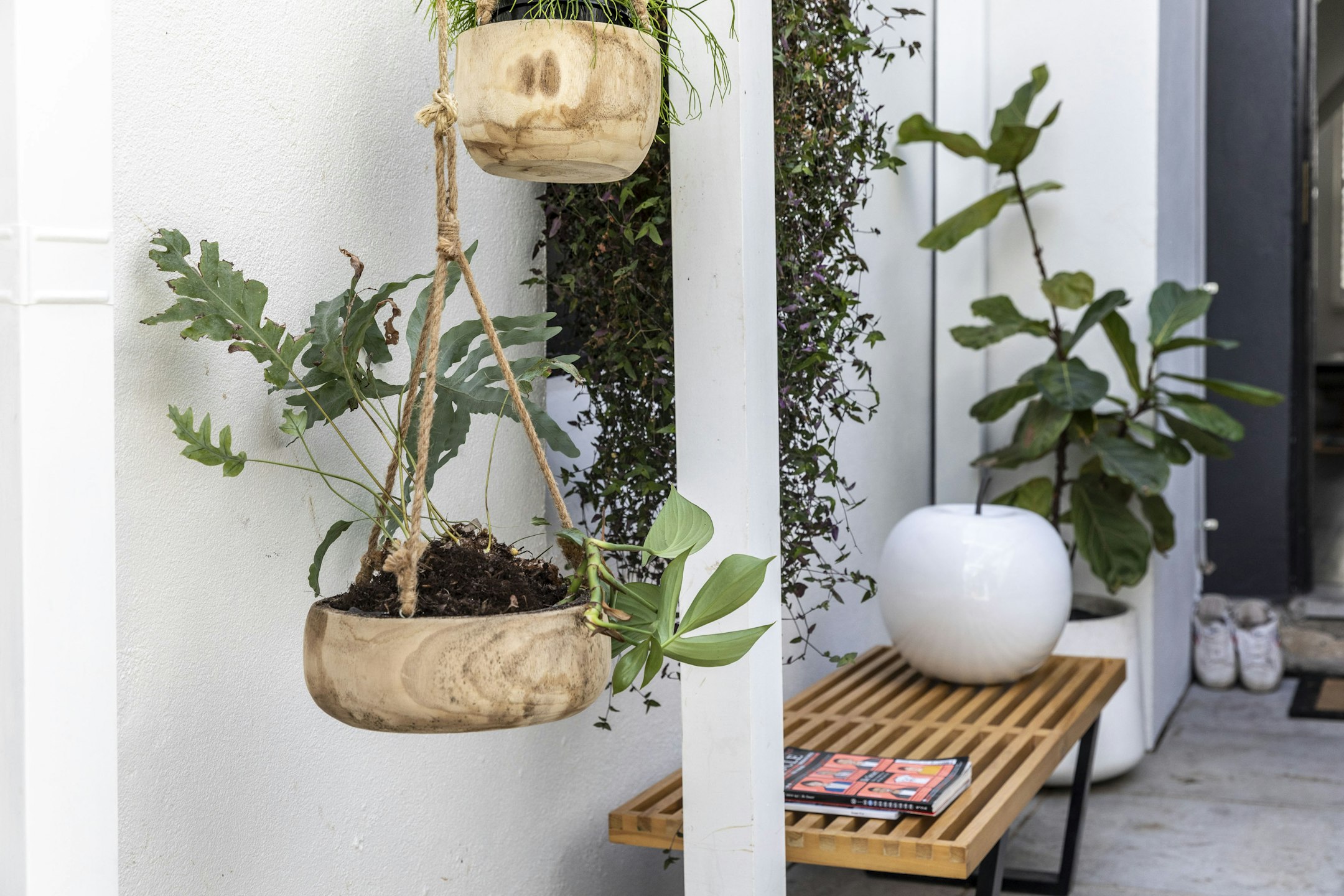 plant