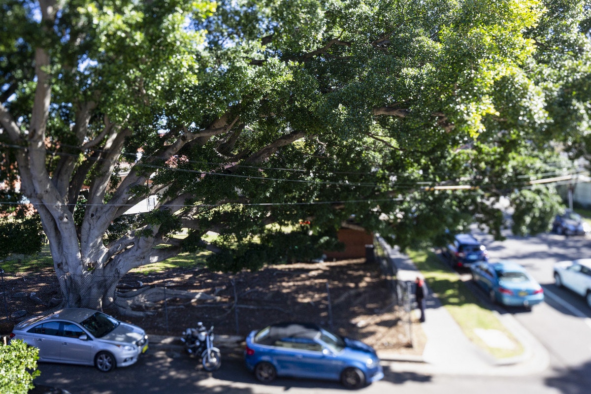 tree